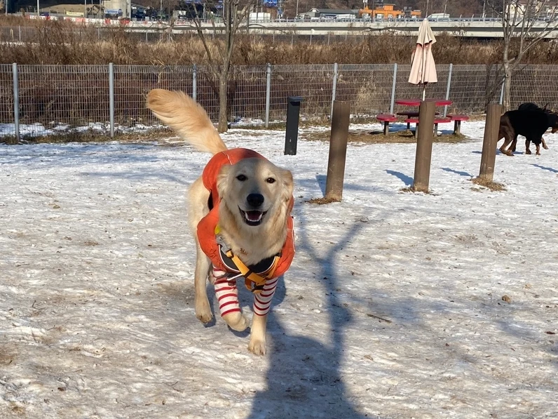 당근이 (삼온이) 한달 후기 