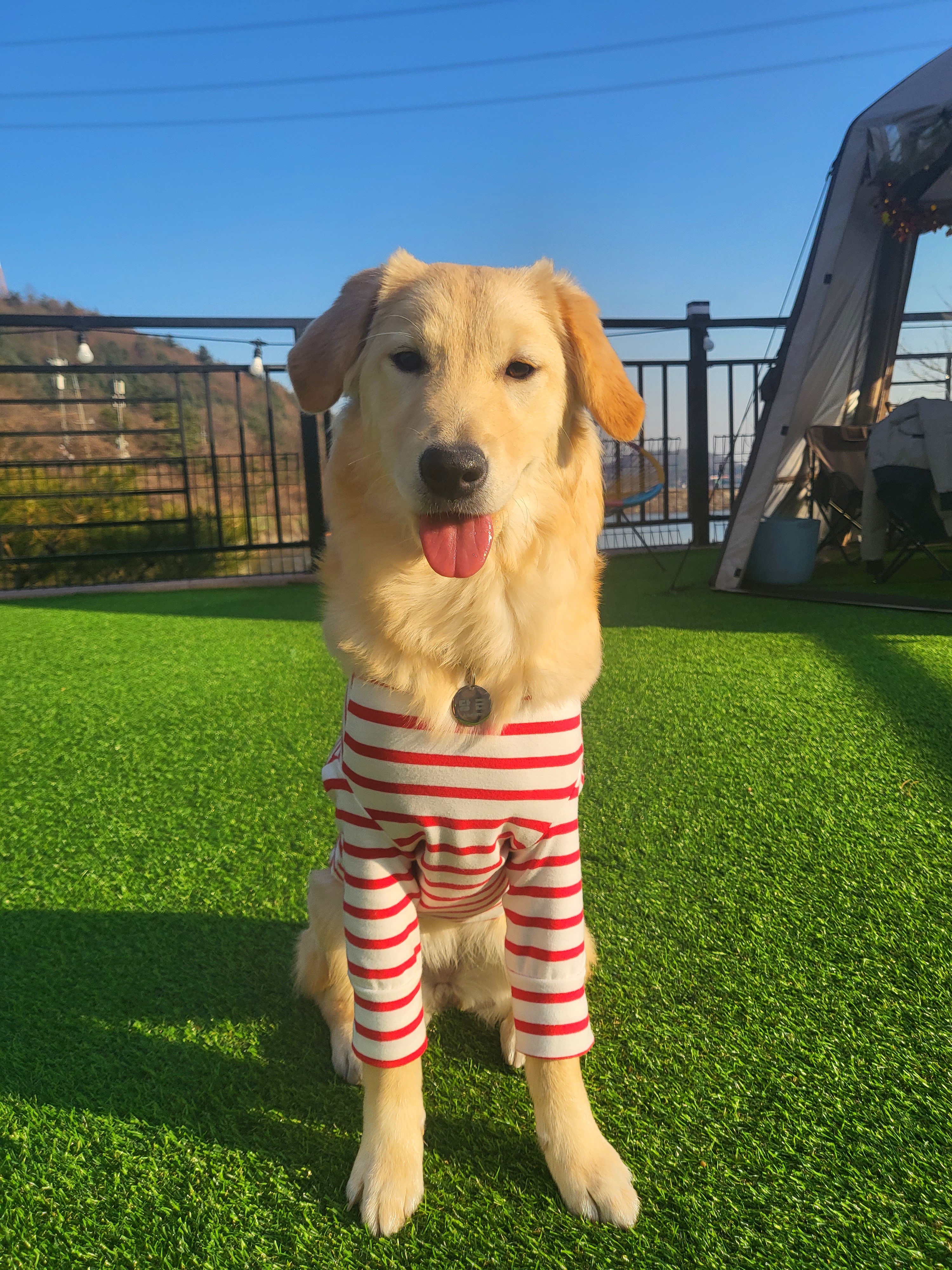 당근이 (삼온이) 한달 후기 