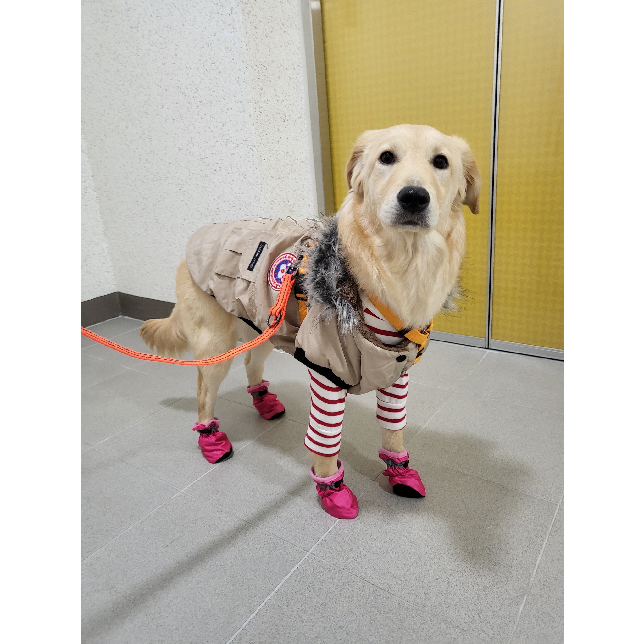 당근이 (삼온이) 한달 후기 