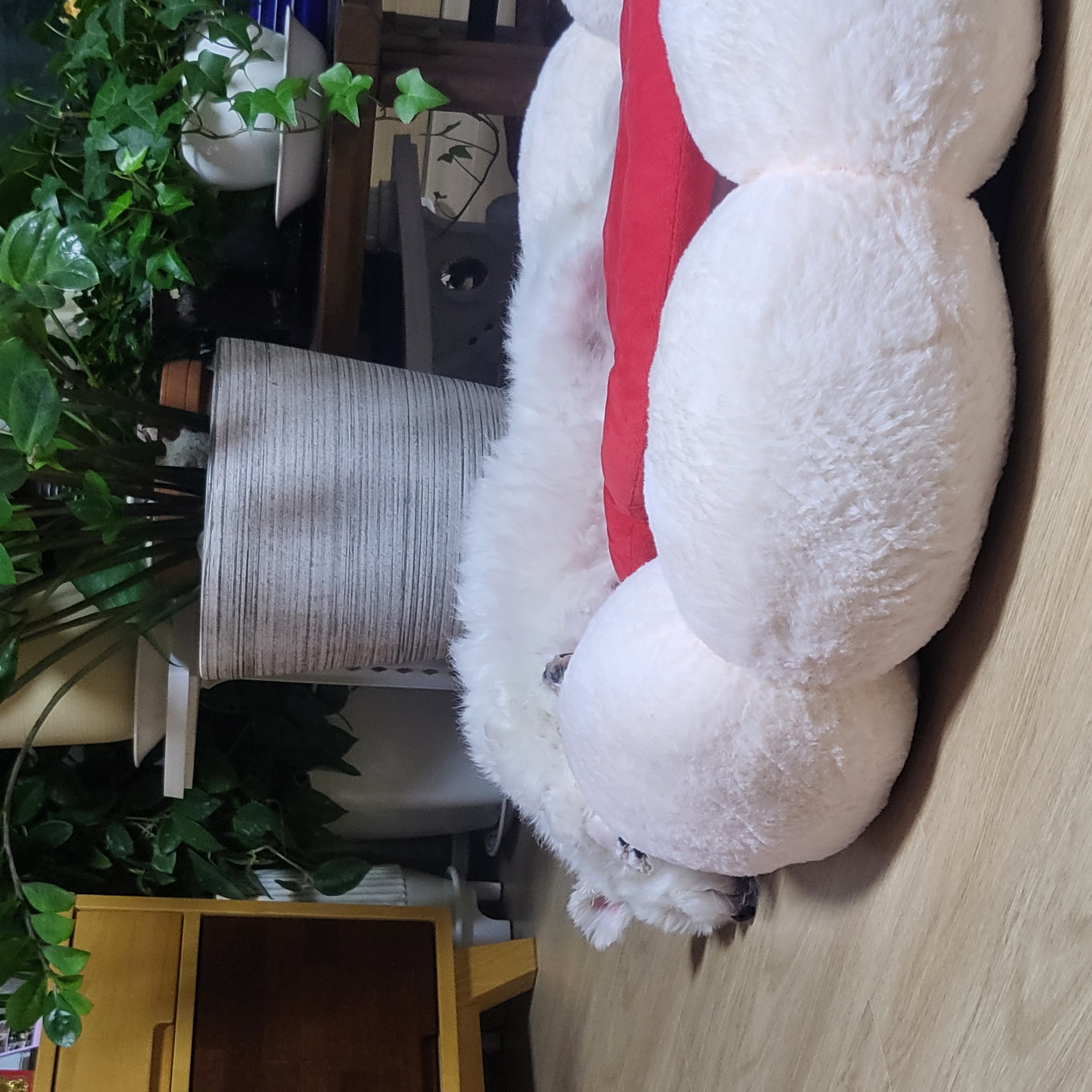 포오(현 배추) 입양 네달 후기