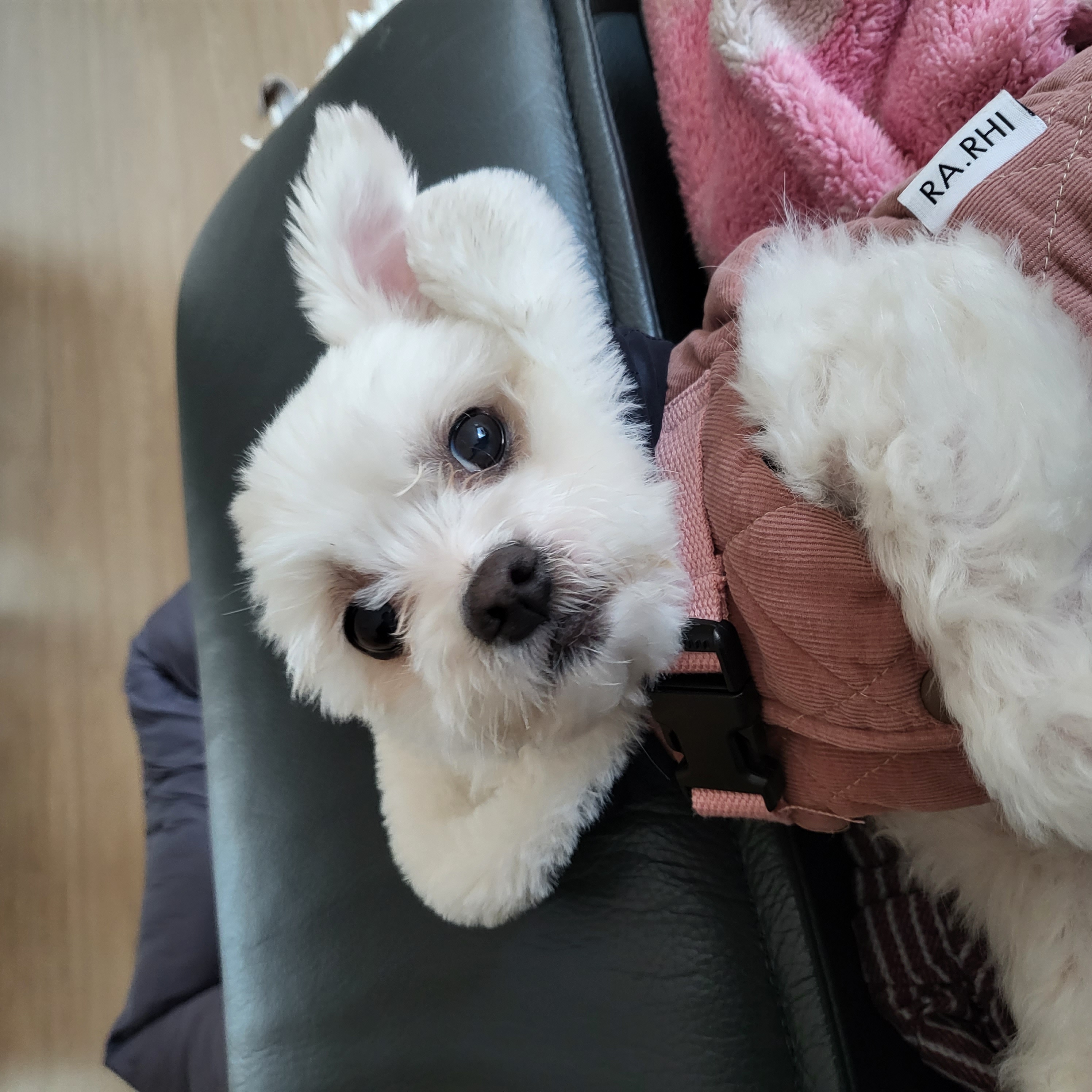 포오(현 배추) 입양 네달 후기