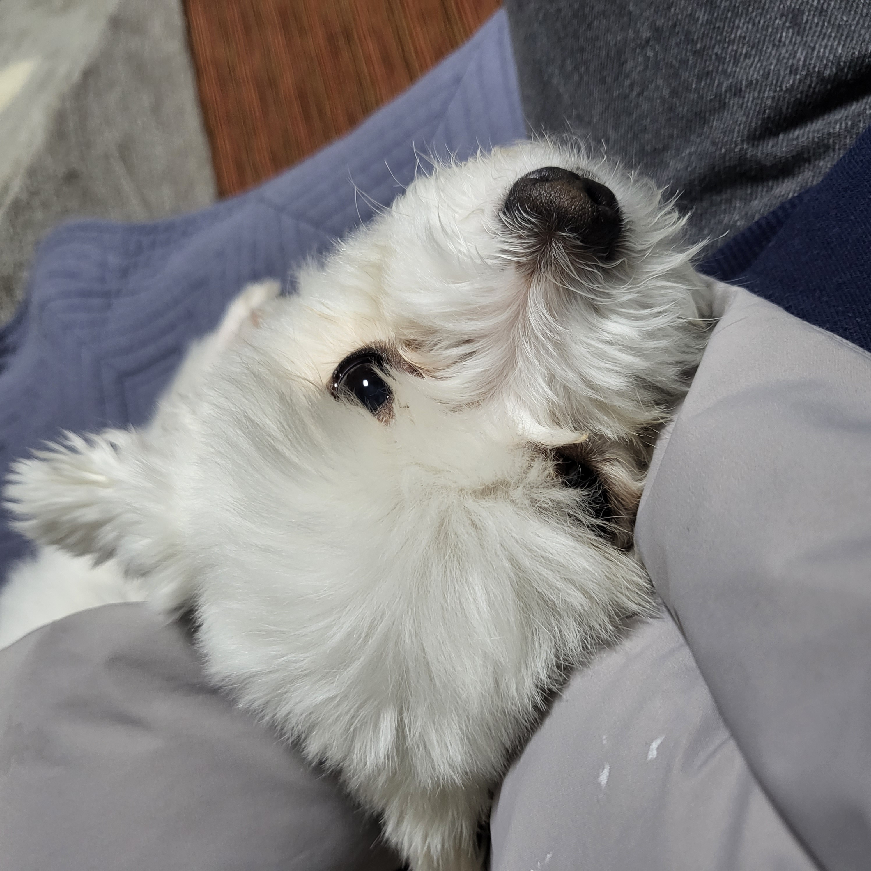 포오(현 배추) 입양 네달 후기