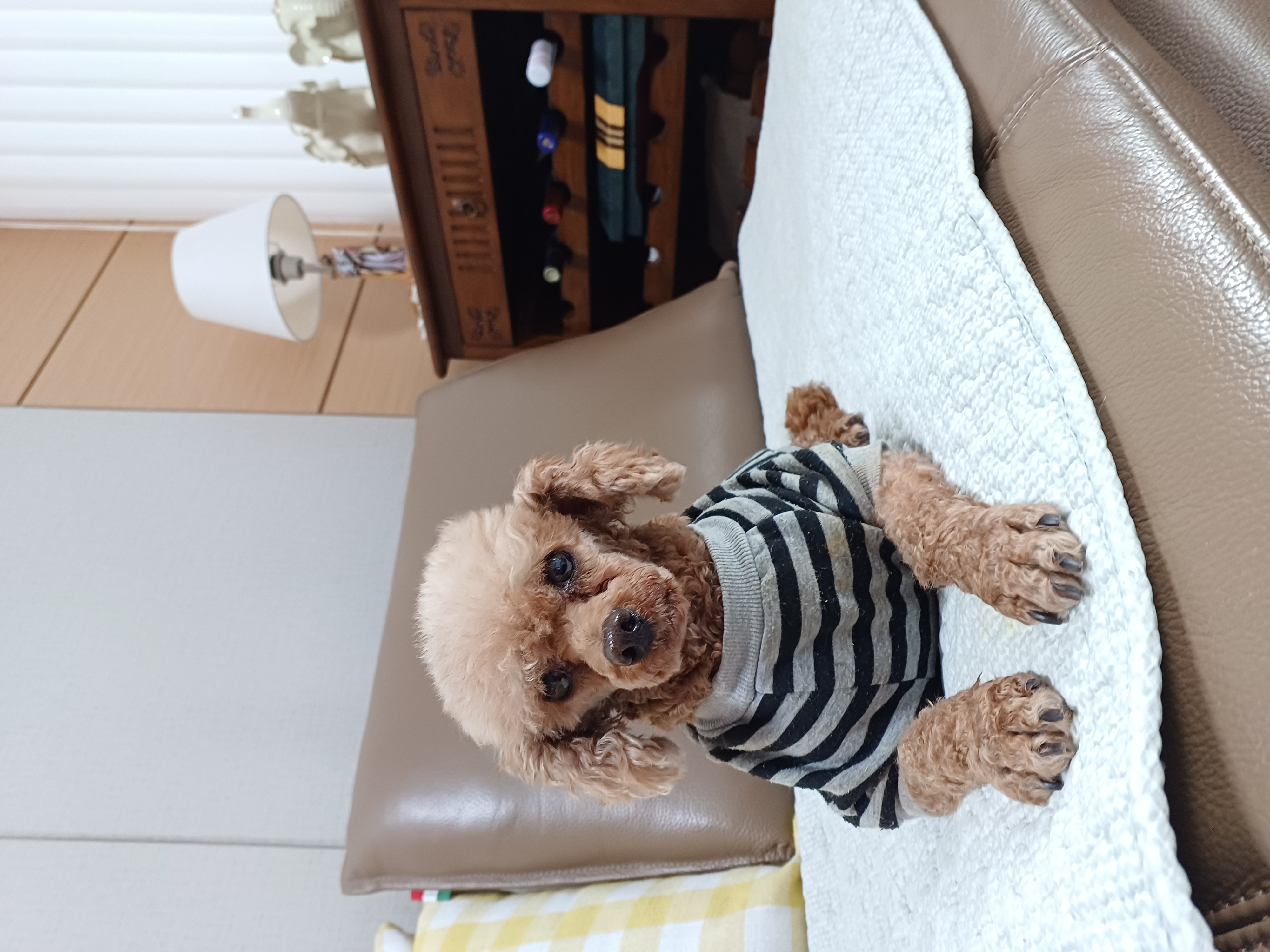 뽀비(퐁듀)새해 인사드립니다♡