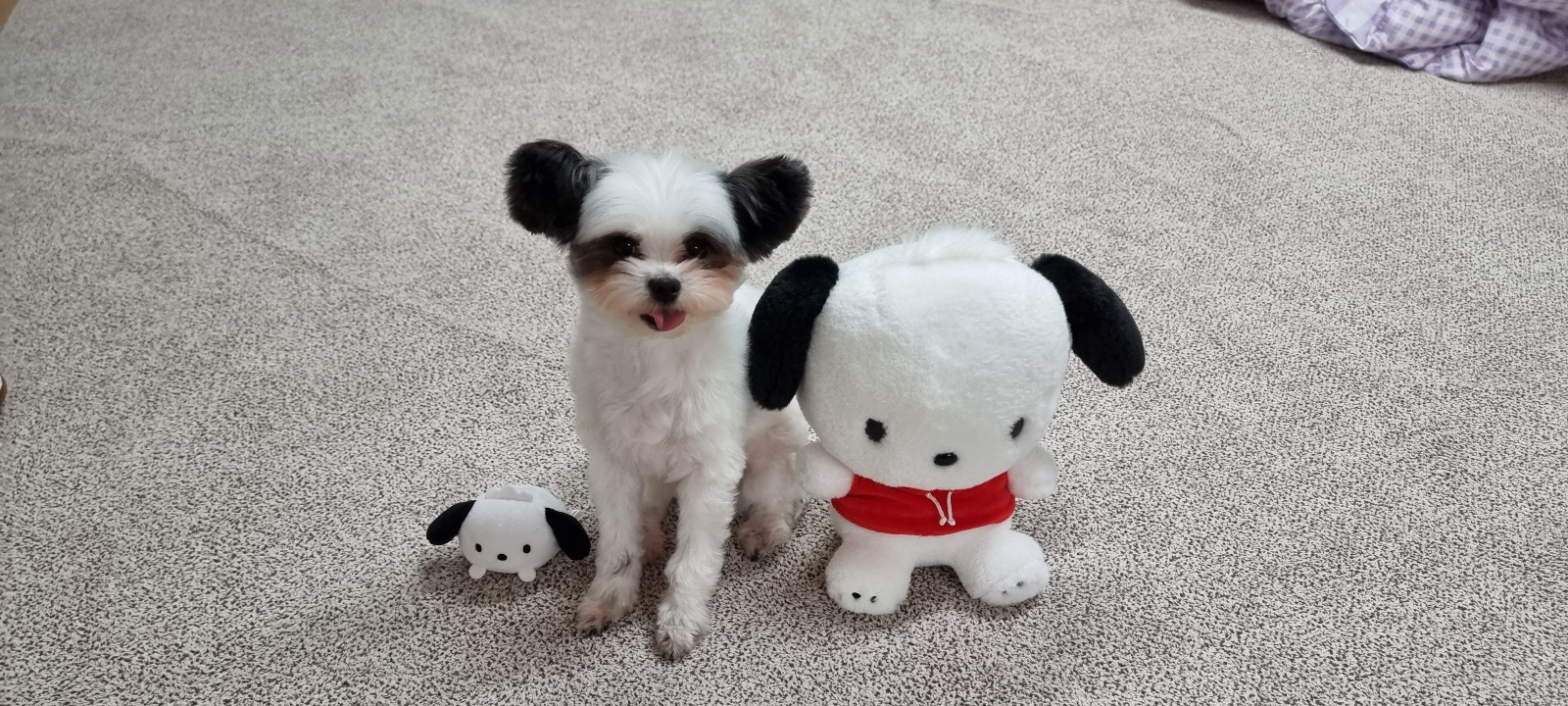 아산구조견 아뭉이 삼개월 이야기