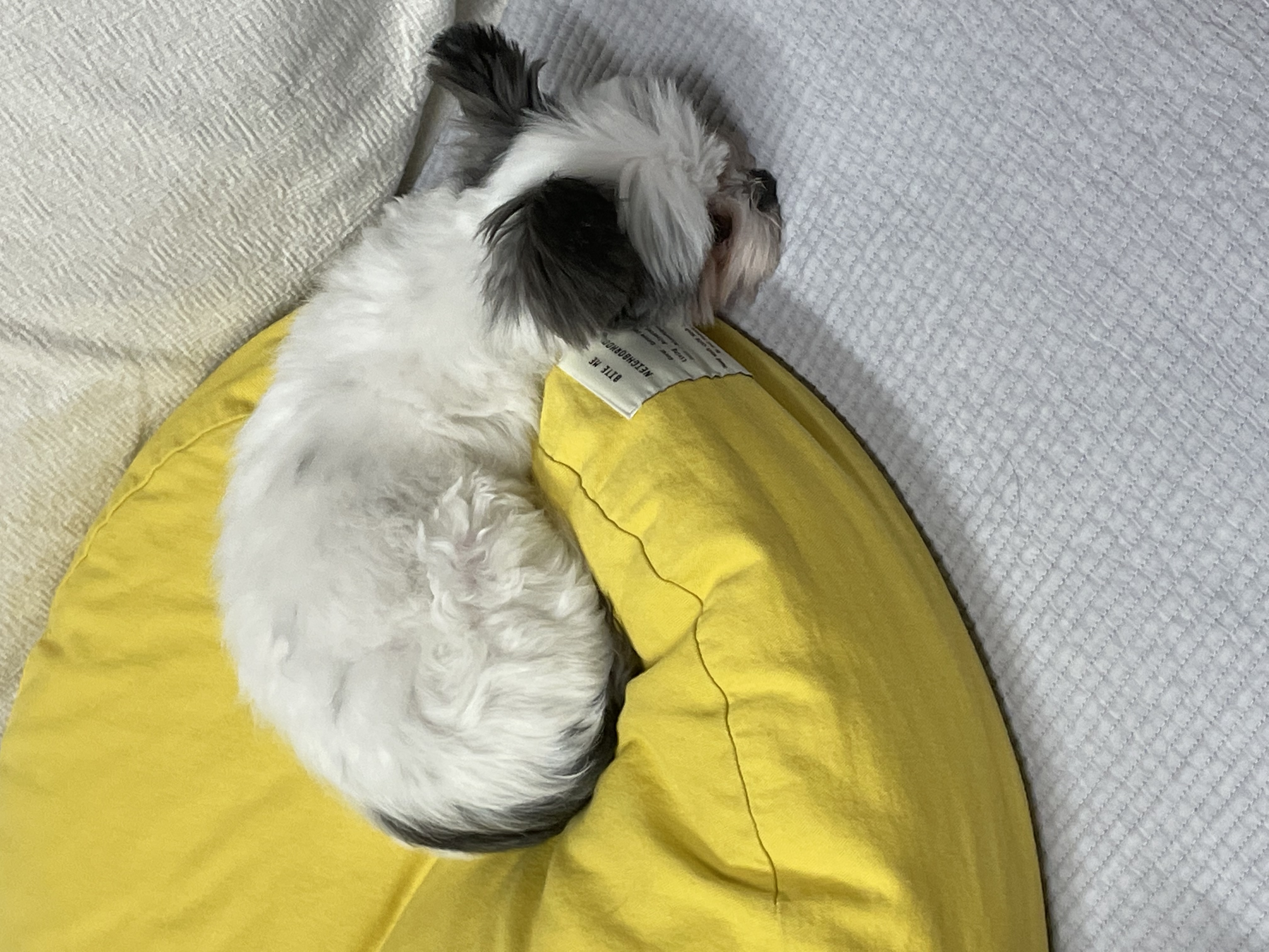 아산구조견 아뭉이 삼개월 이야기