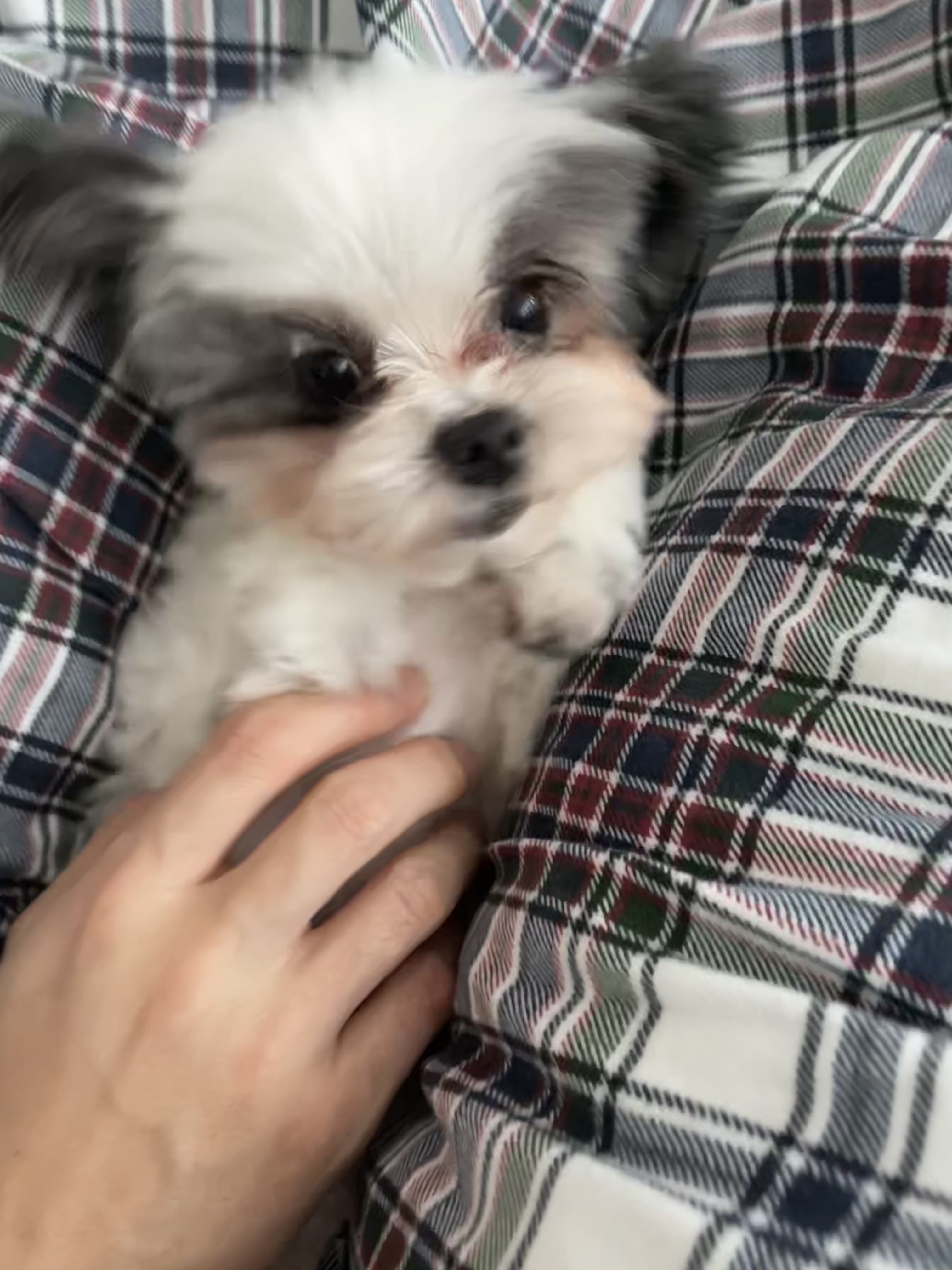 아산구조견 아뭉이 삼개월 이야기