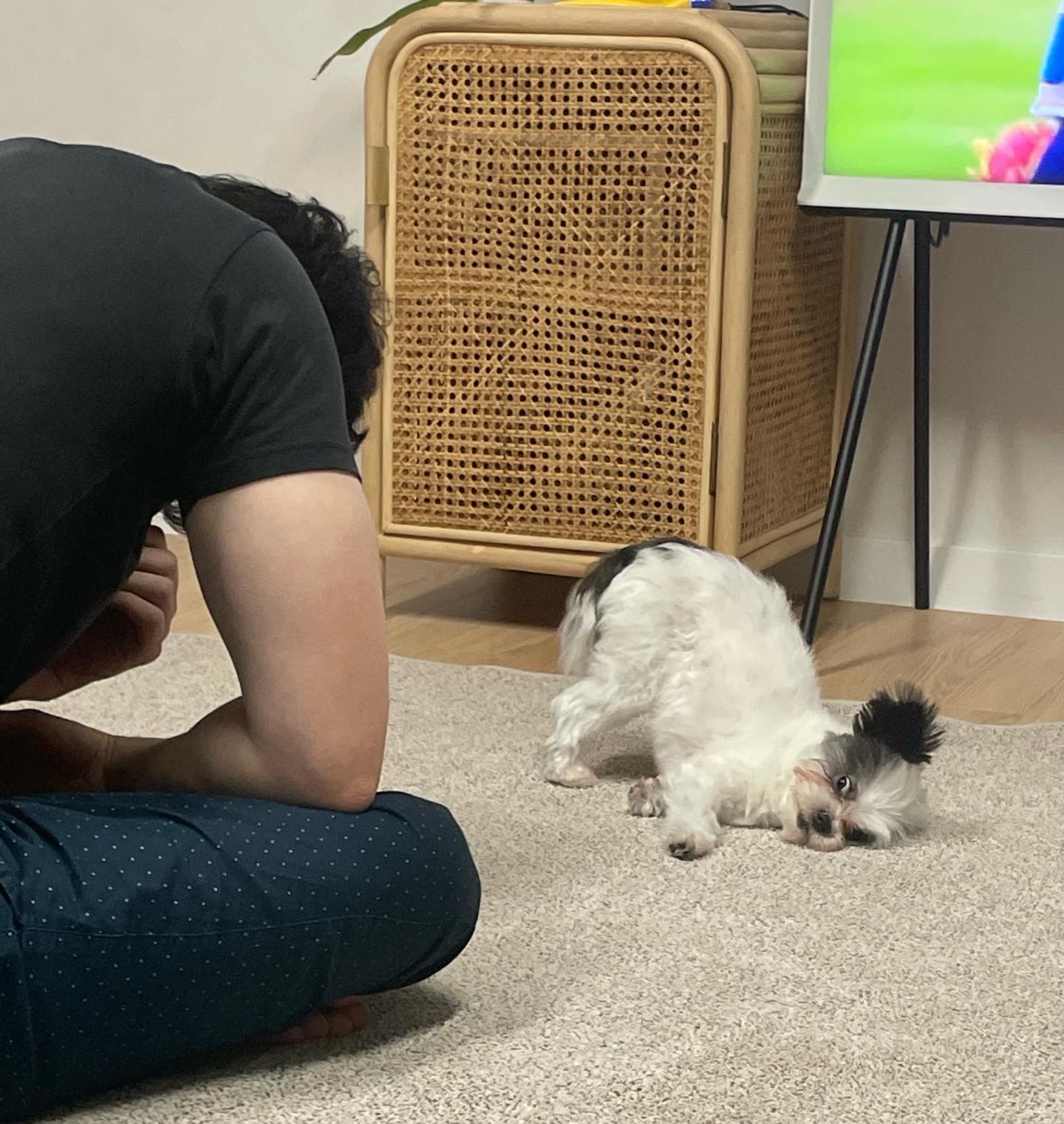 아산구조견 아뭉이 삼개월 이야기