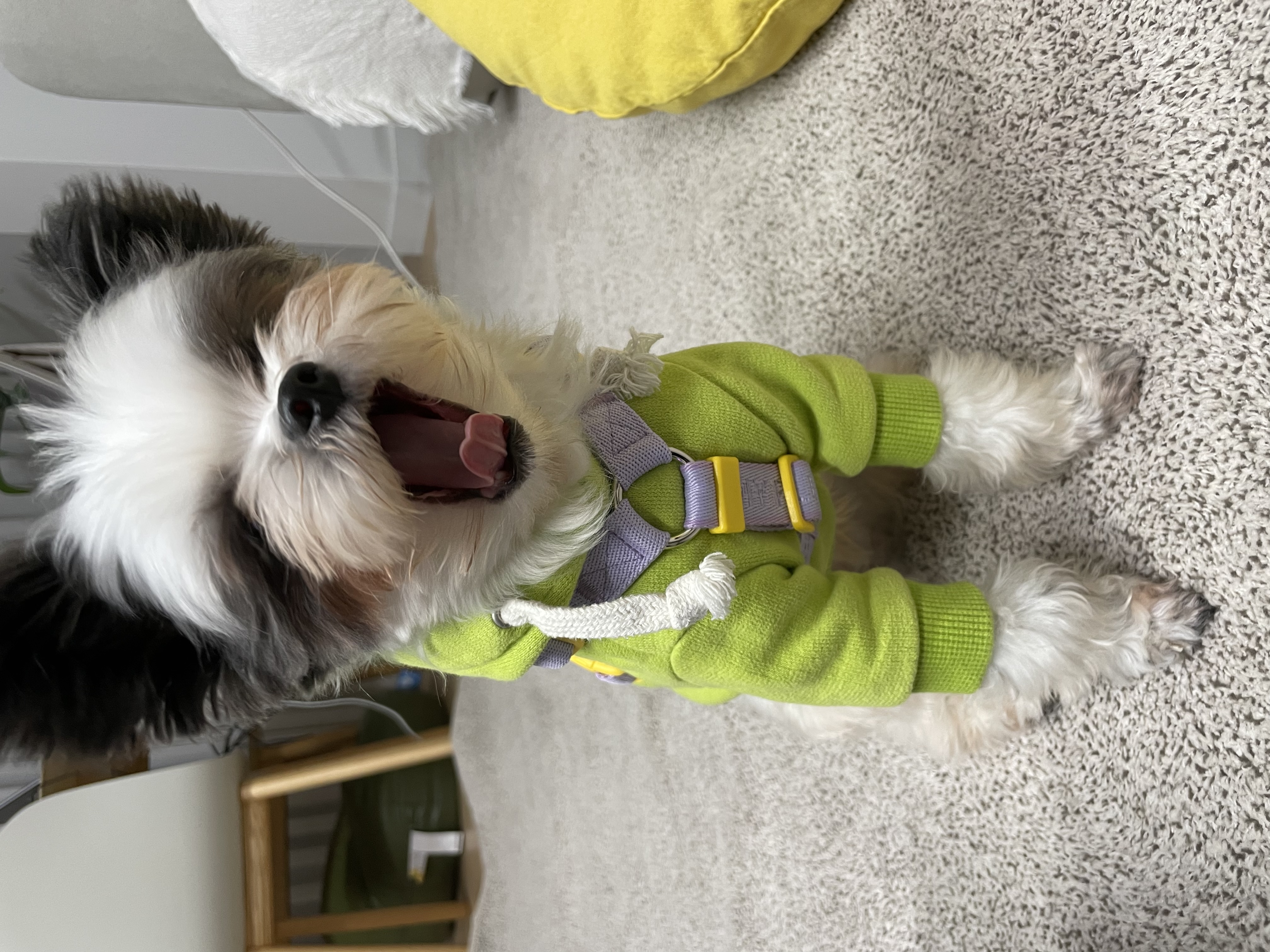 아산구조견 아뭉이 삼개월 이야기