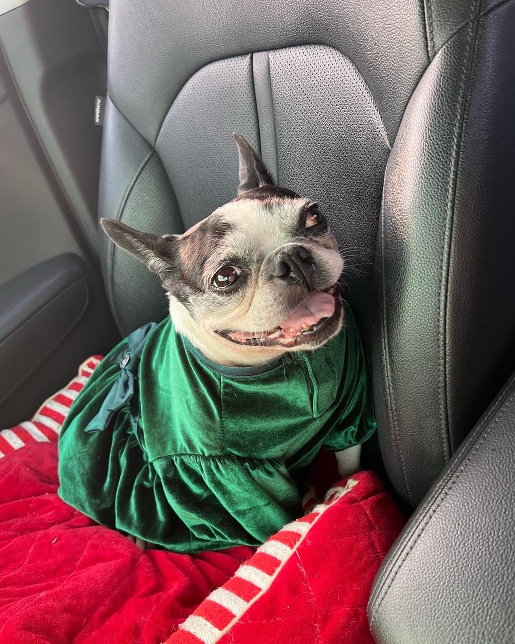 우리 봄이 견생 3회차 시작했어요.(보테)