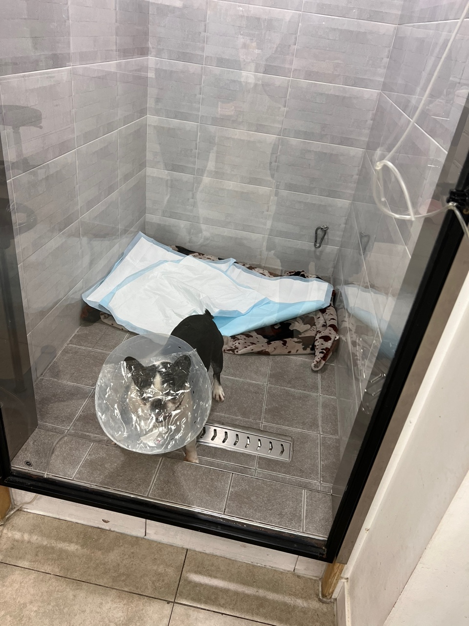 우리 봄이 견생 3회차 시작했어요.(보테)