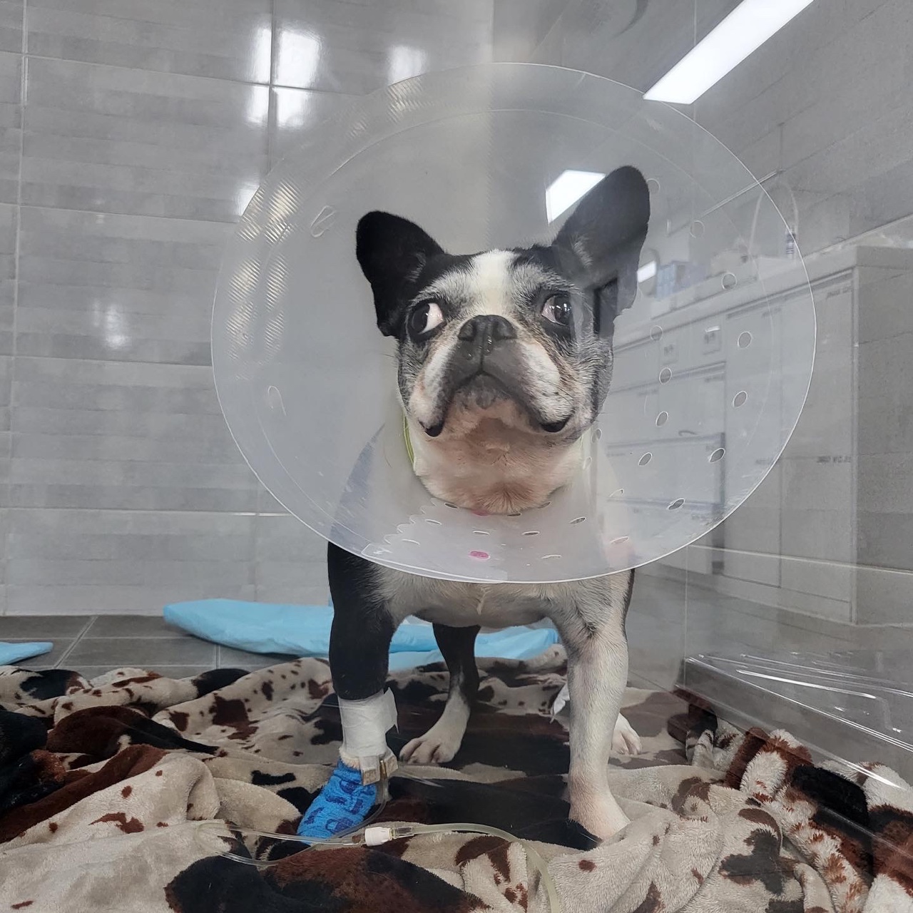 우리 봄이 견생 3회차 시작했어요.(보테)