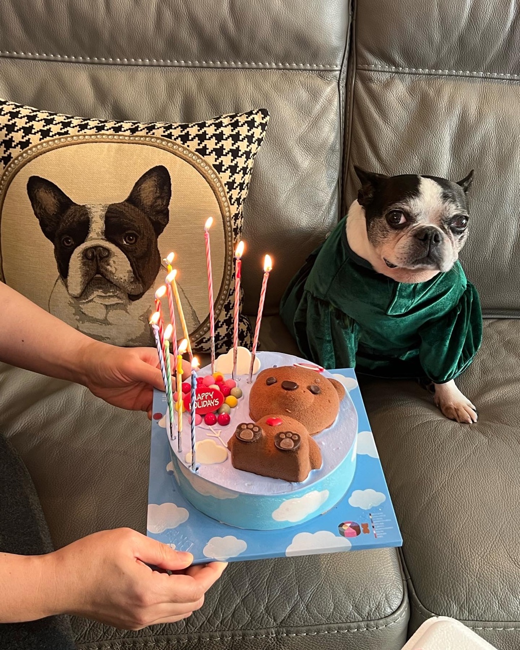 우리 봄이 견생 3회차 시작했어요.(보테)