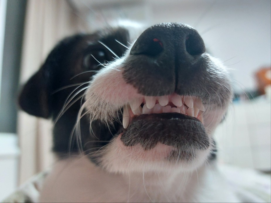 지아(라일락) 1년 입양 후기