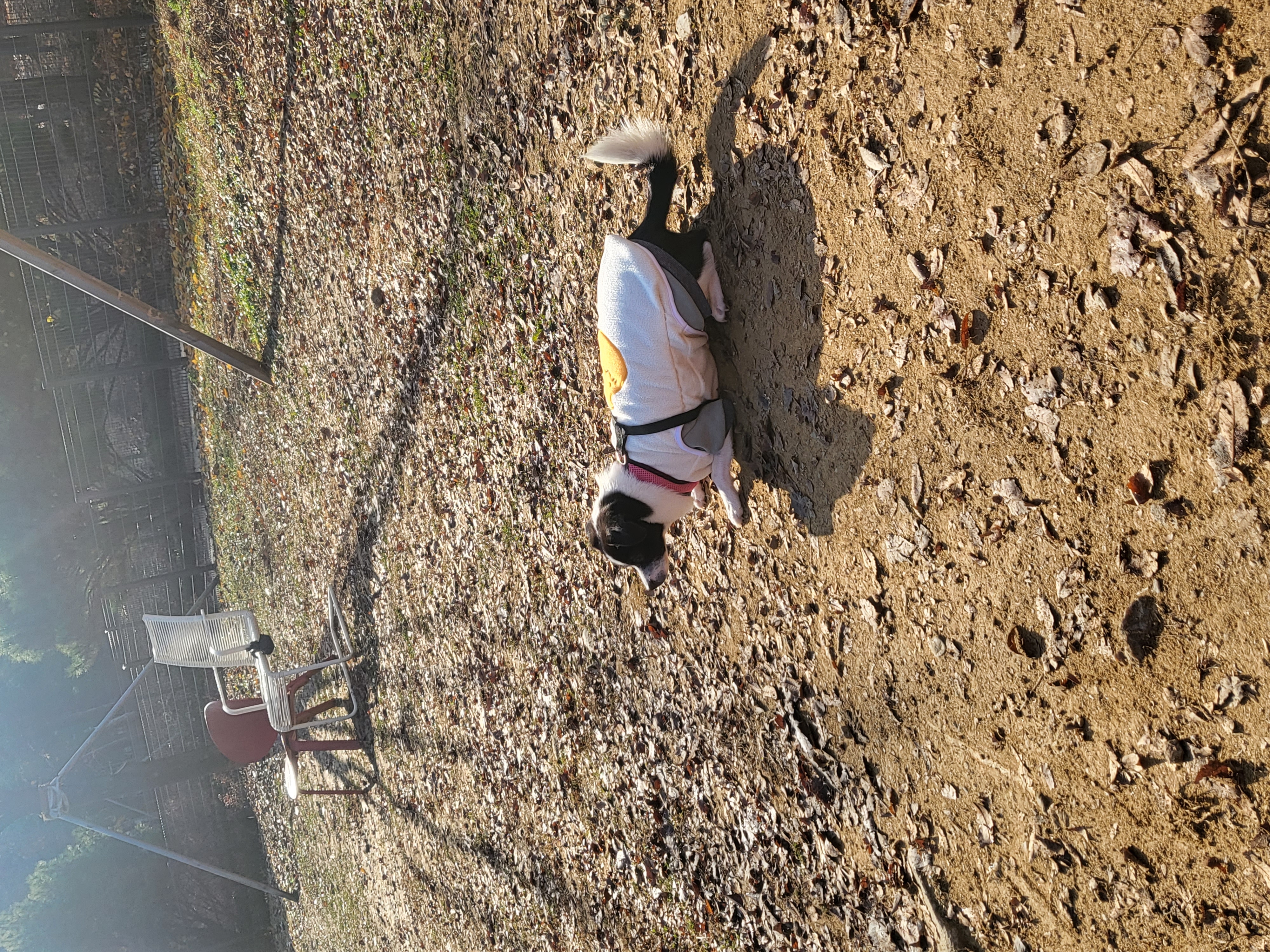 지아(라일락) 1년 입양 후기