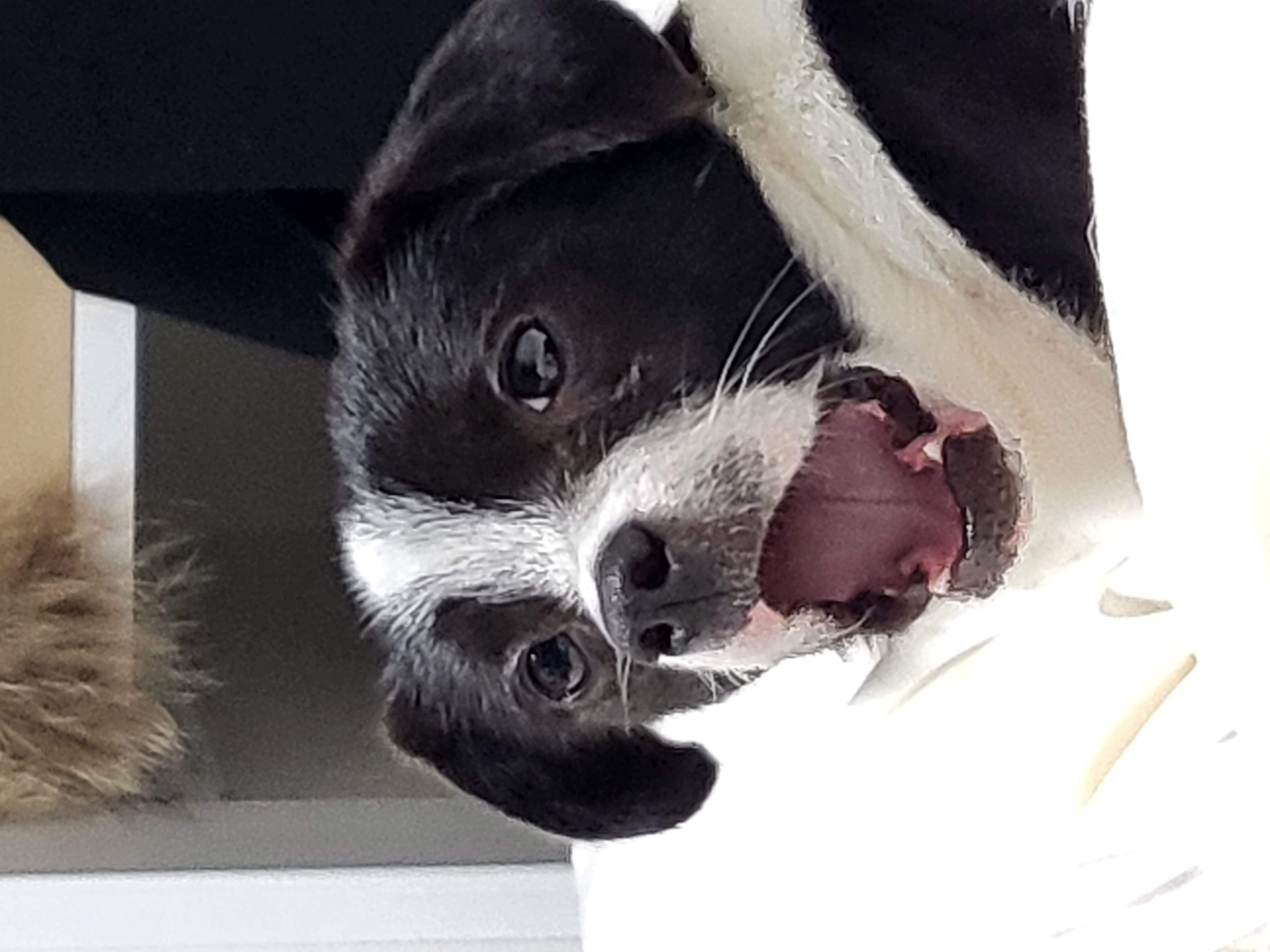 지아(라일락) 1년 입양 후기