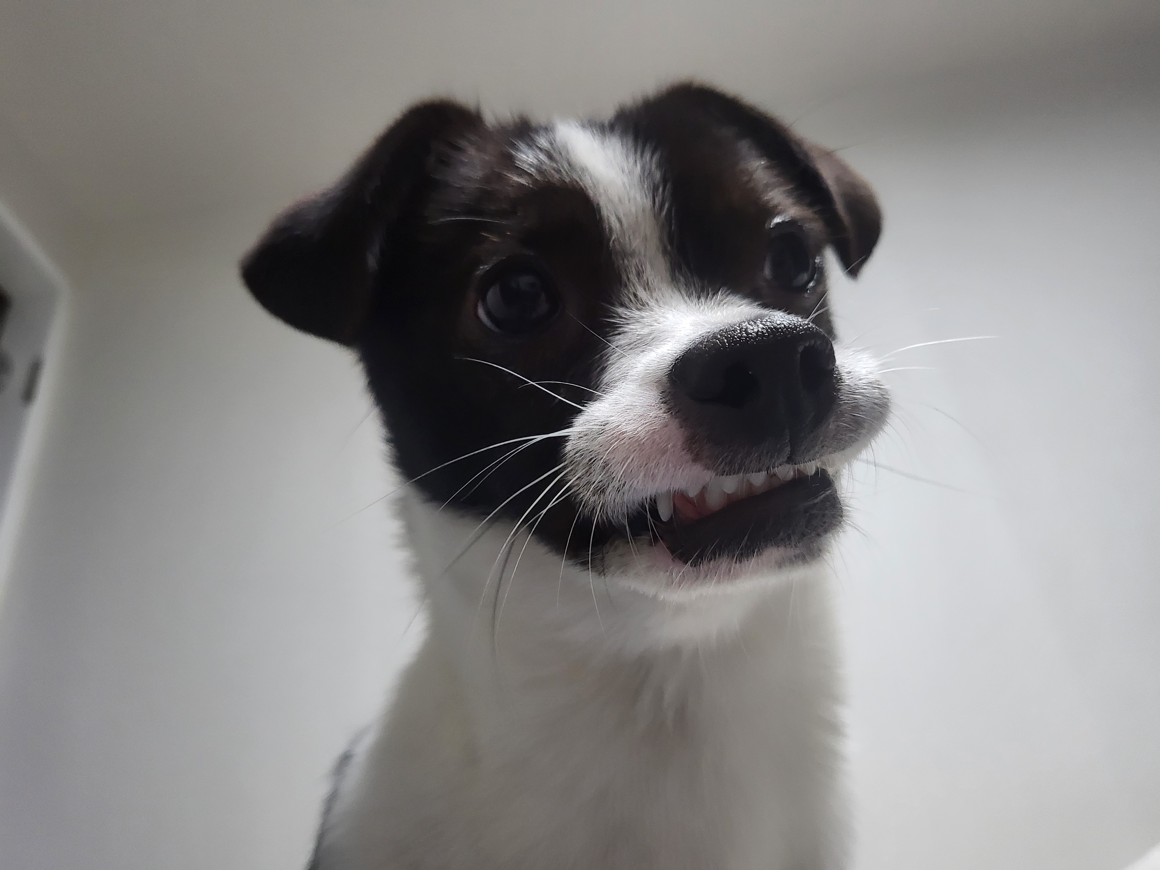 지아(라일락) 1년 입양 후기