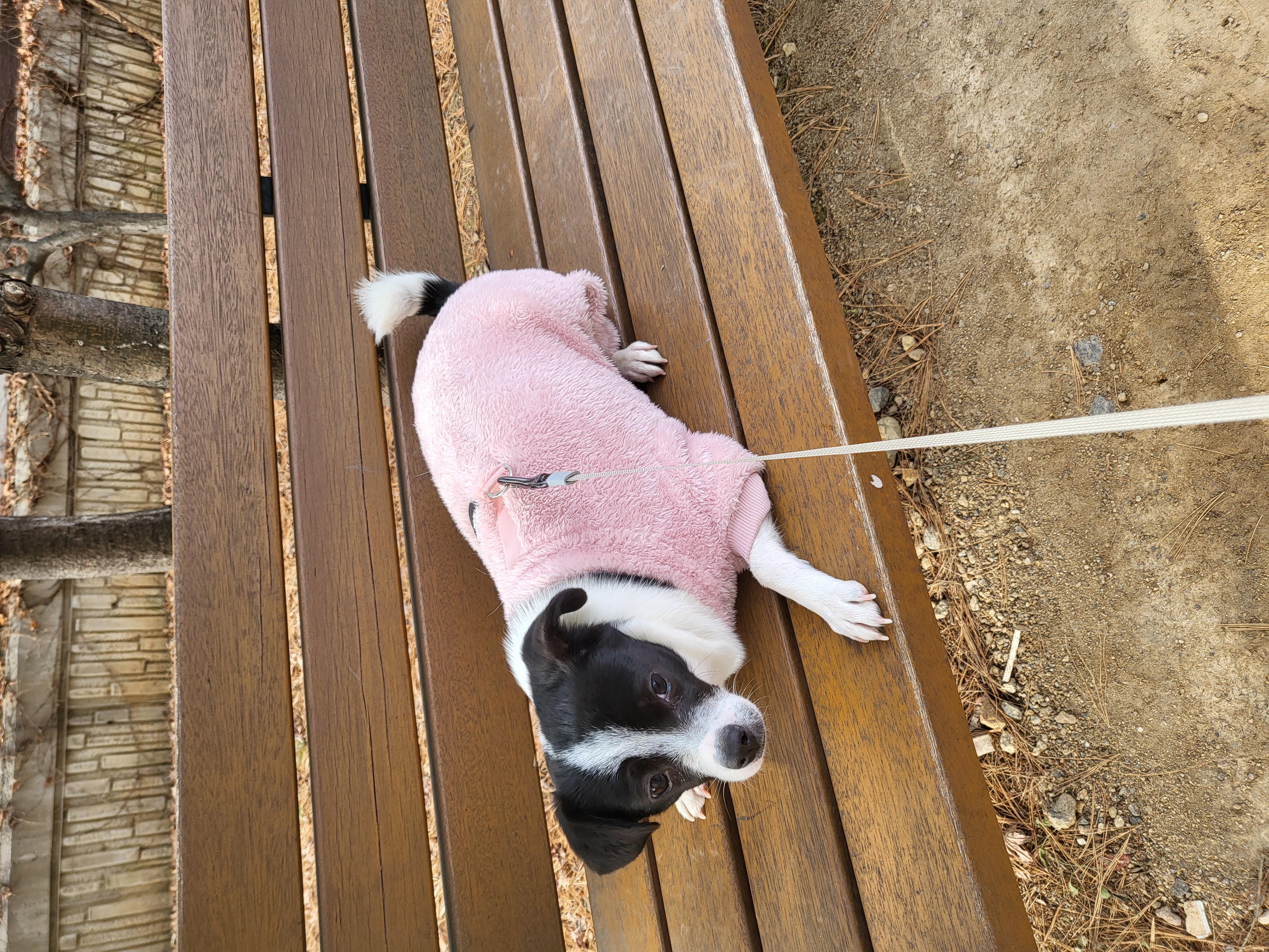 지아(라일락) 1년 입양 후기