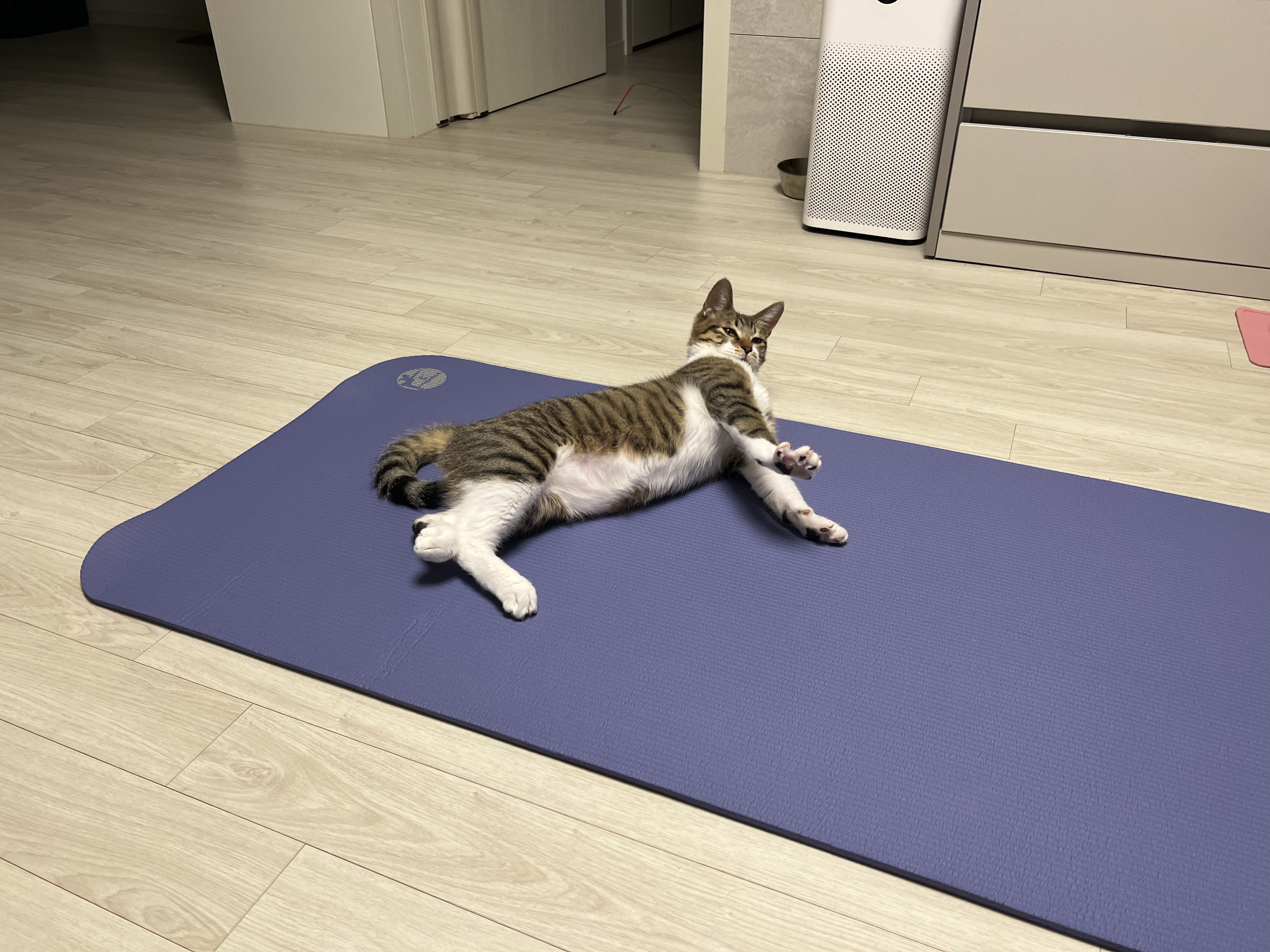 타바사(구 트윙클) 근황입니다❤️