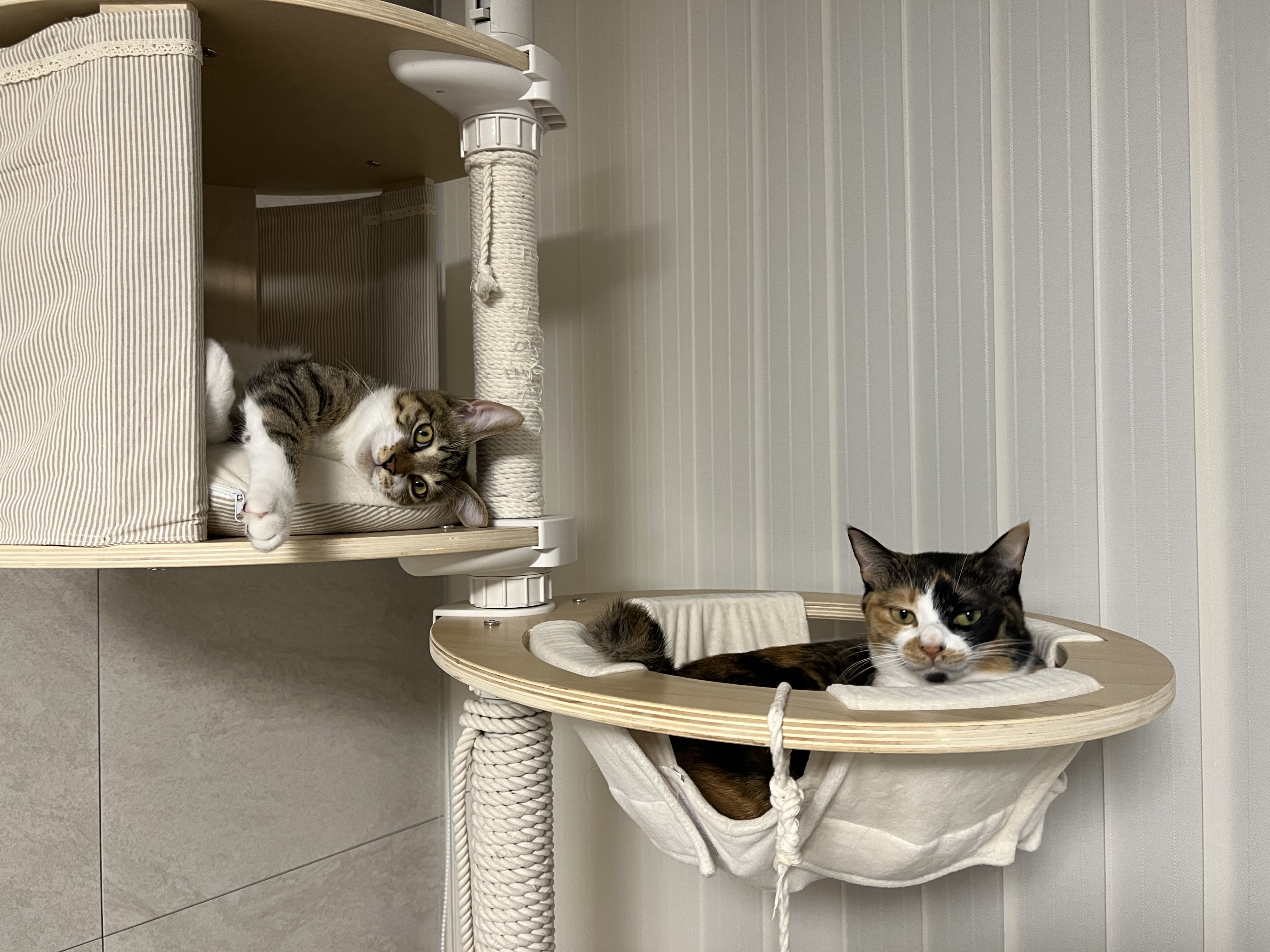 타바사(구 트윙클) 근황입니다❤️