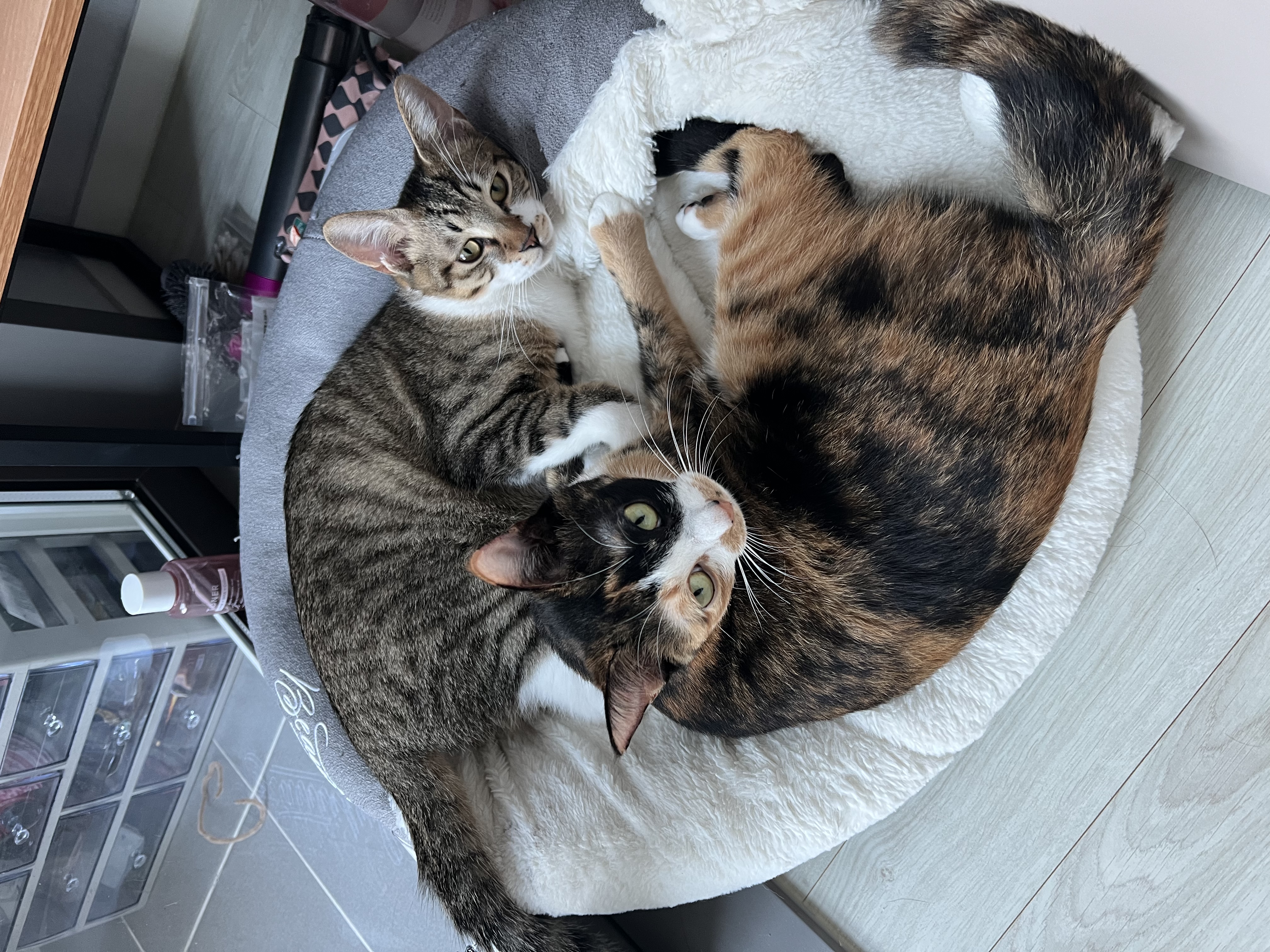 타바사(구 트윙클) 근황입니다❤️