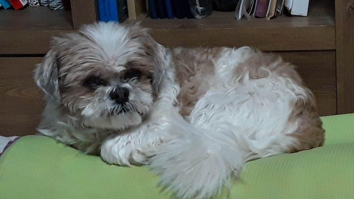 오리가 온지 1년이 되었어요~