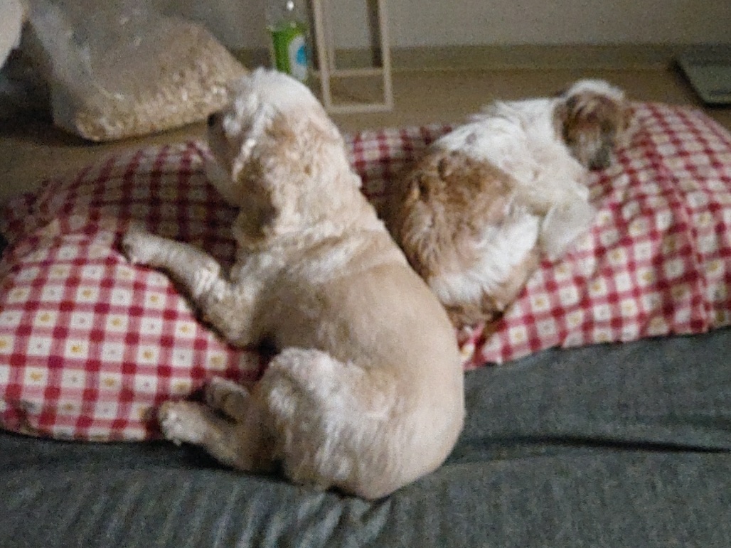 오리가 온지 1년이 되었어요~