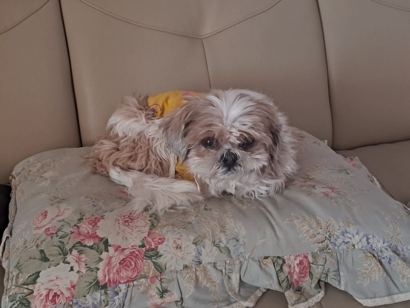 오리가 온지 1년이 되었어요~