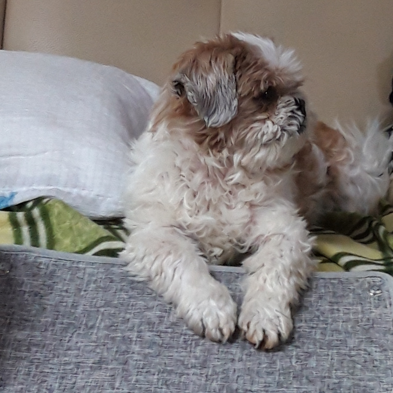 오리가 온지 1년이 되었어요~