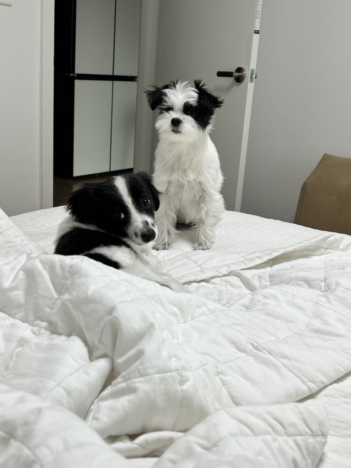 라이카와 리코의 근황입니다~!