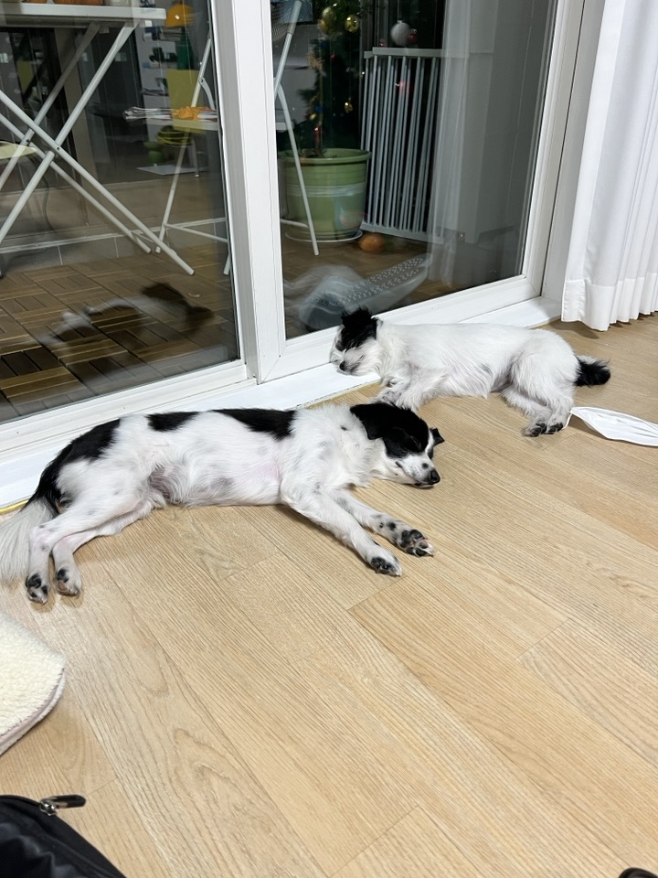 라이카와 리코의 근황입니다~!