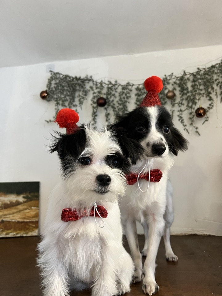 라이카와 리코의 근황입니다~!