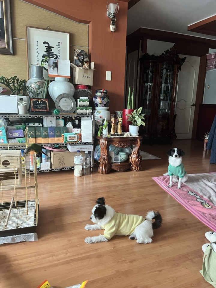 라이카와 리코의 근황입니다~!