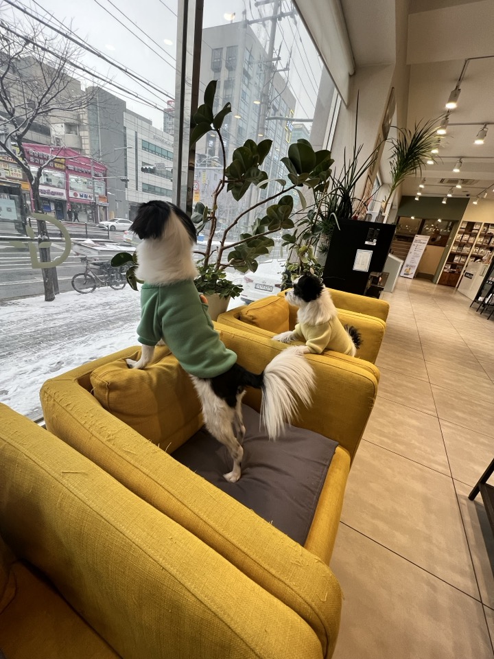 라이카와 리코의 근황입니다~!