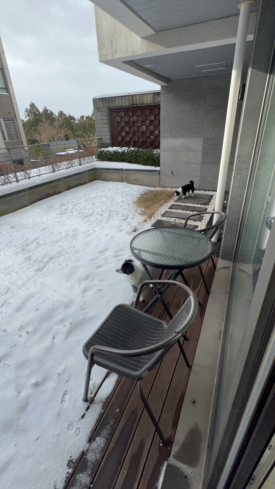 라이카와 리코의 근황입니다~!