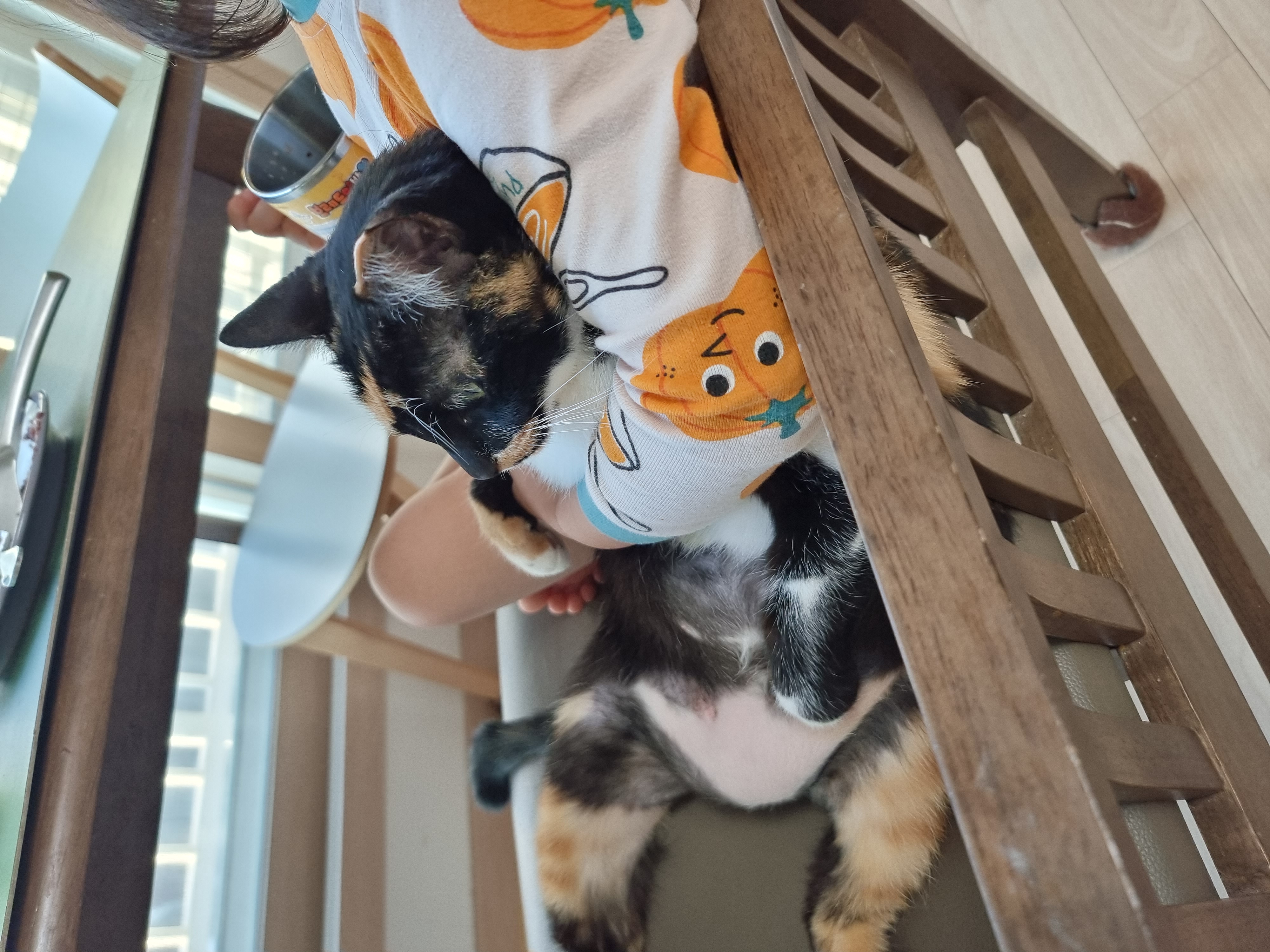 미피,허니 오랜만에 올리네요♡