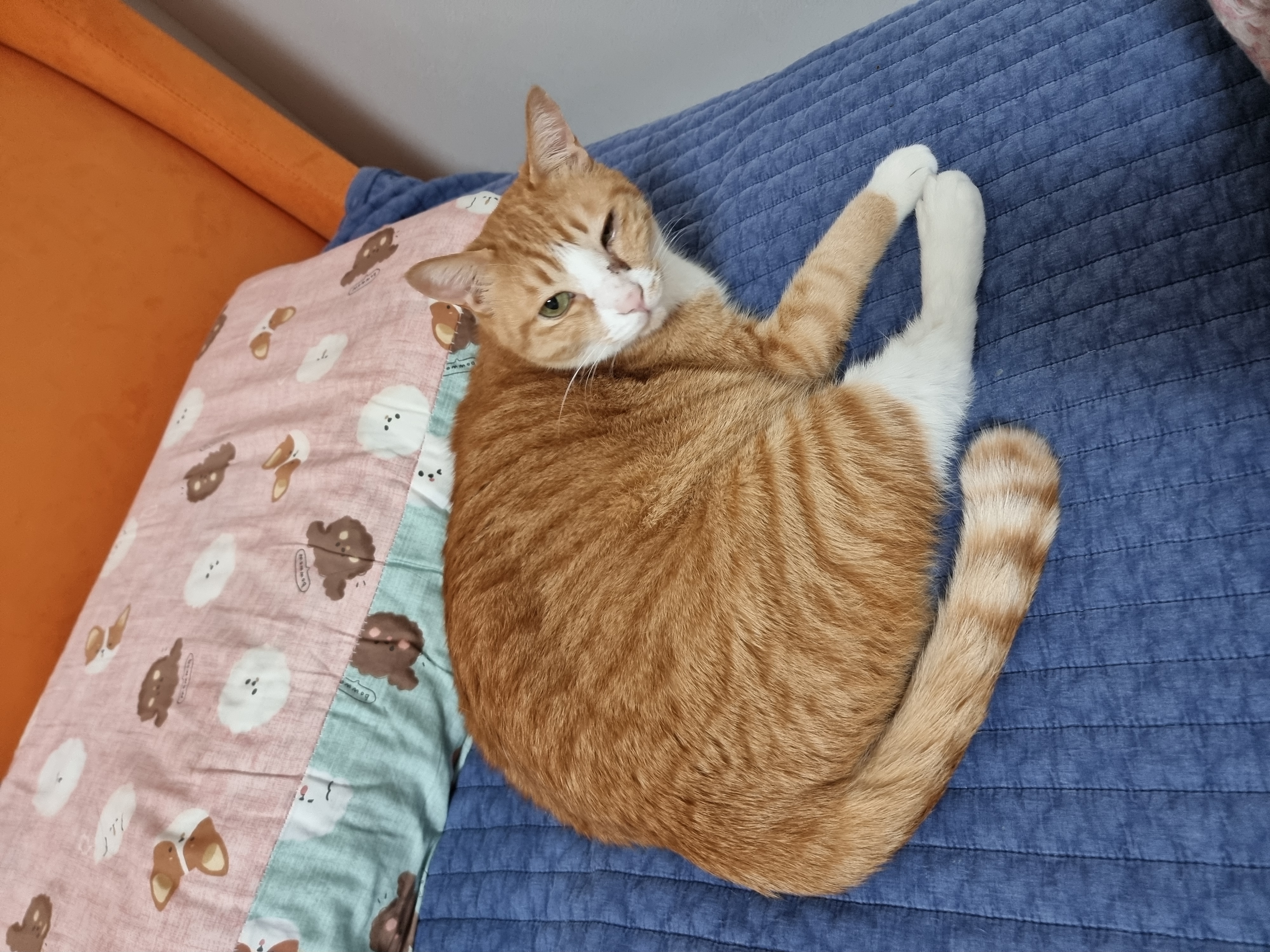 미피,허니 오랜만에 올리네요♡