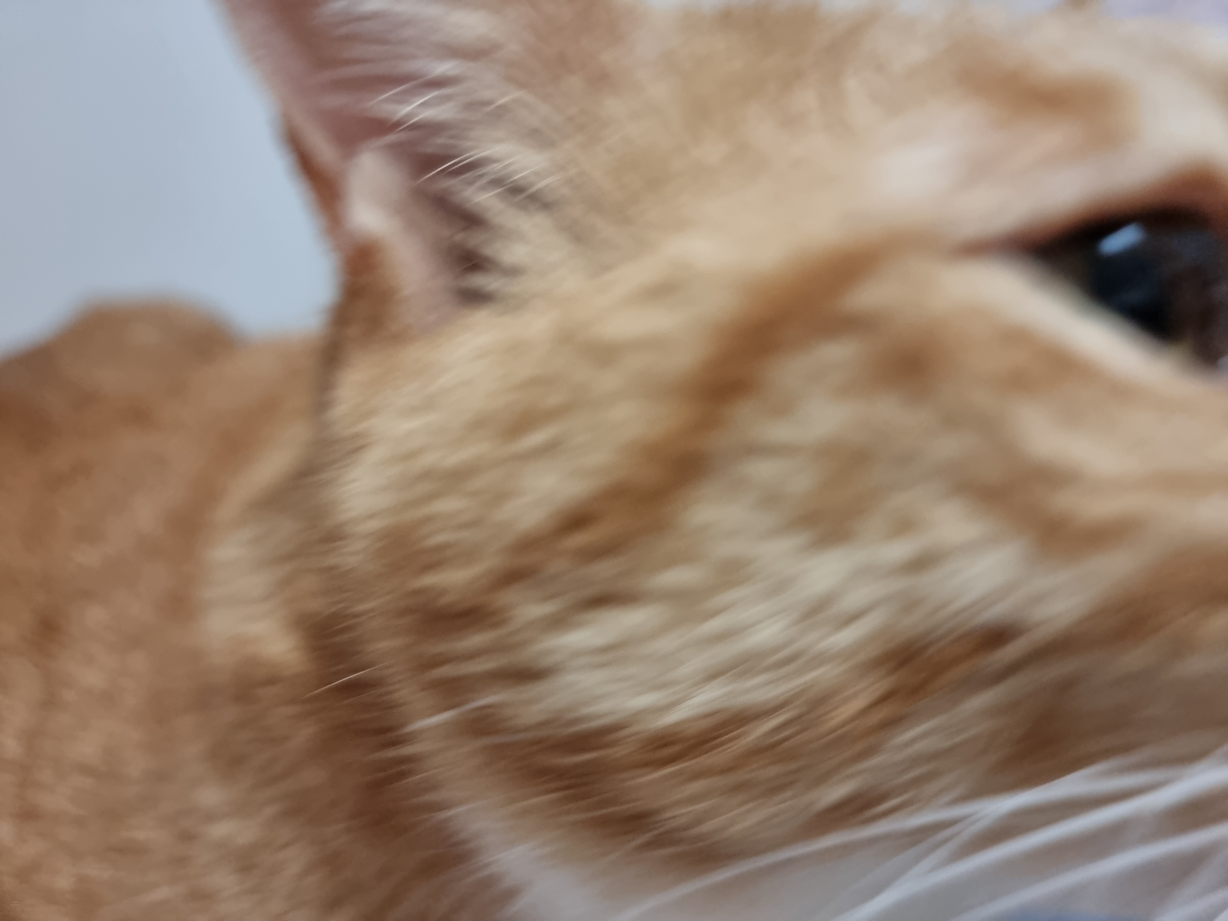 미피,허니 오랜만에 올리네요♡