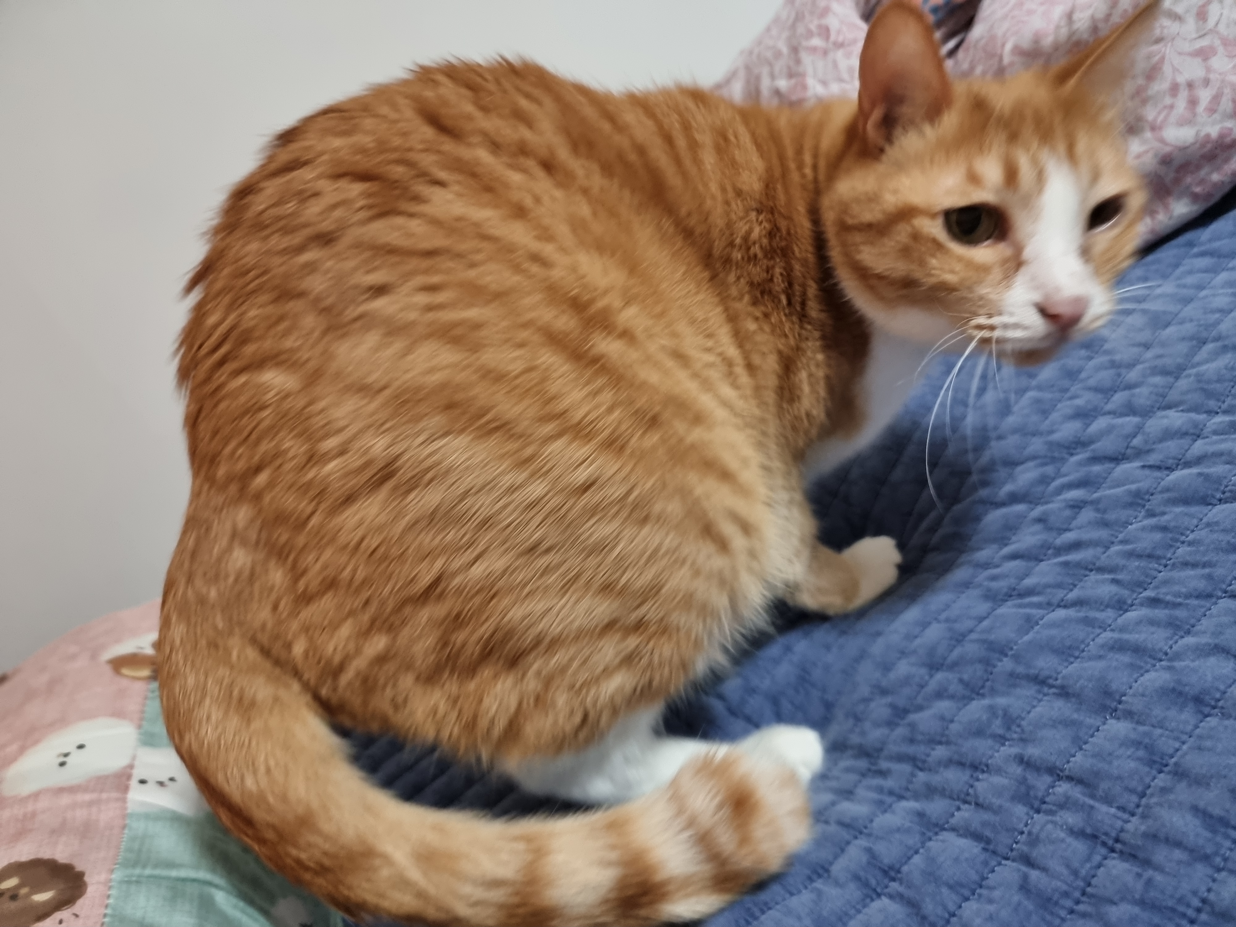 미피,허니 오랜만에 올리네요♡