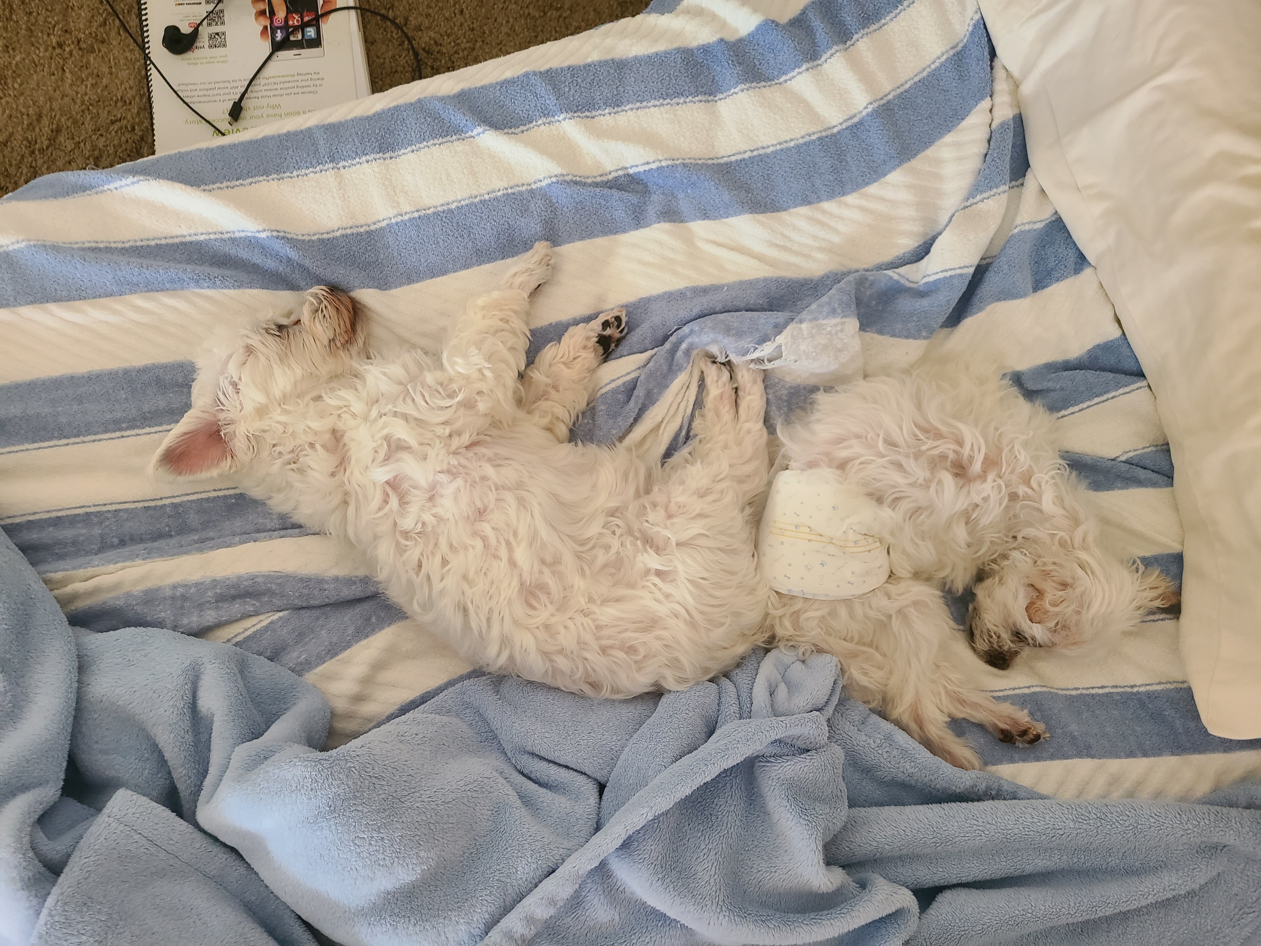 다니 (비단이) 근황