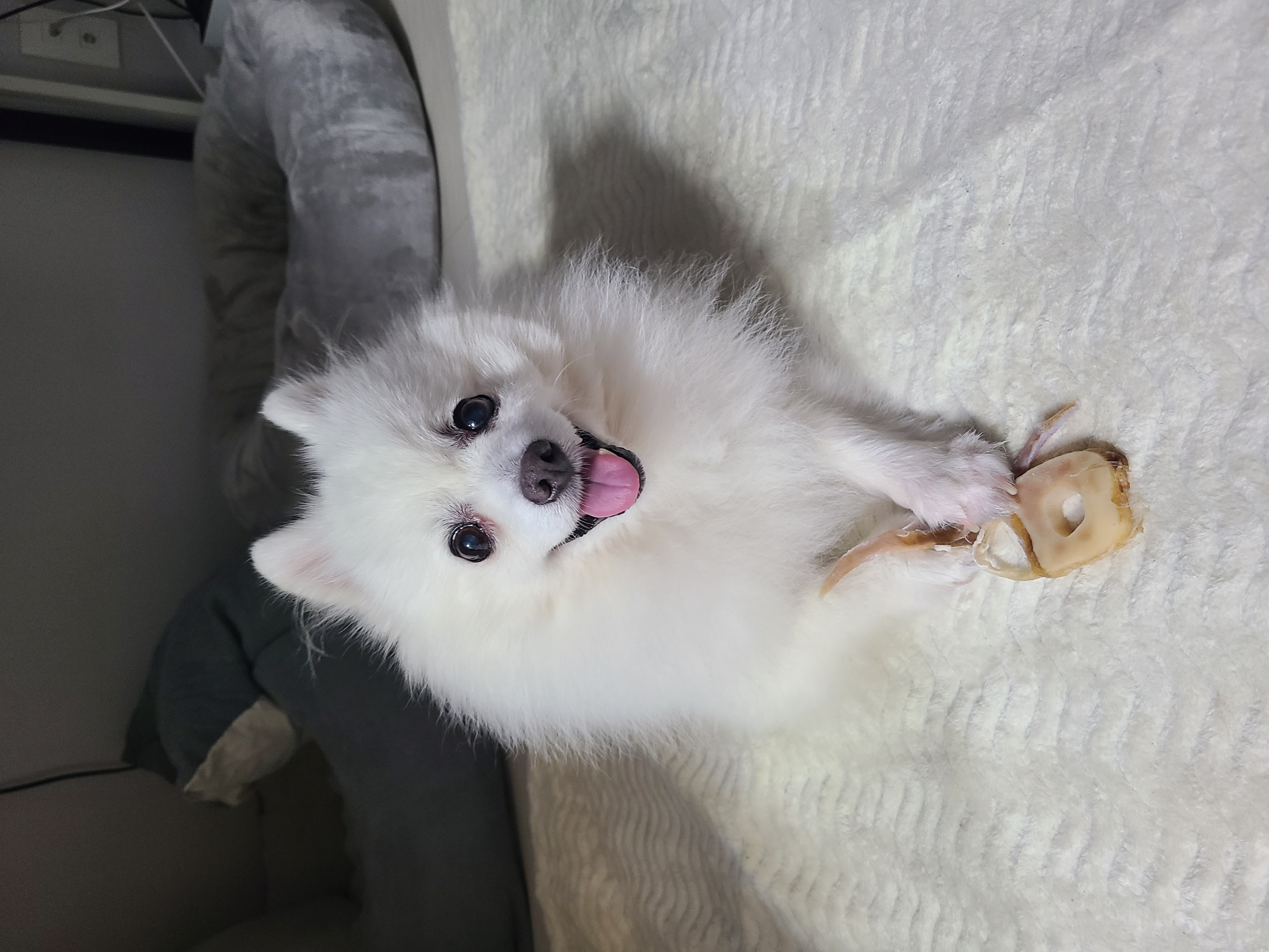 단비 (곤지암 포동이) 벌써 1년이 지났네요~