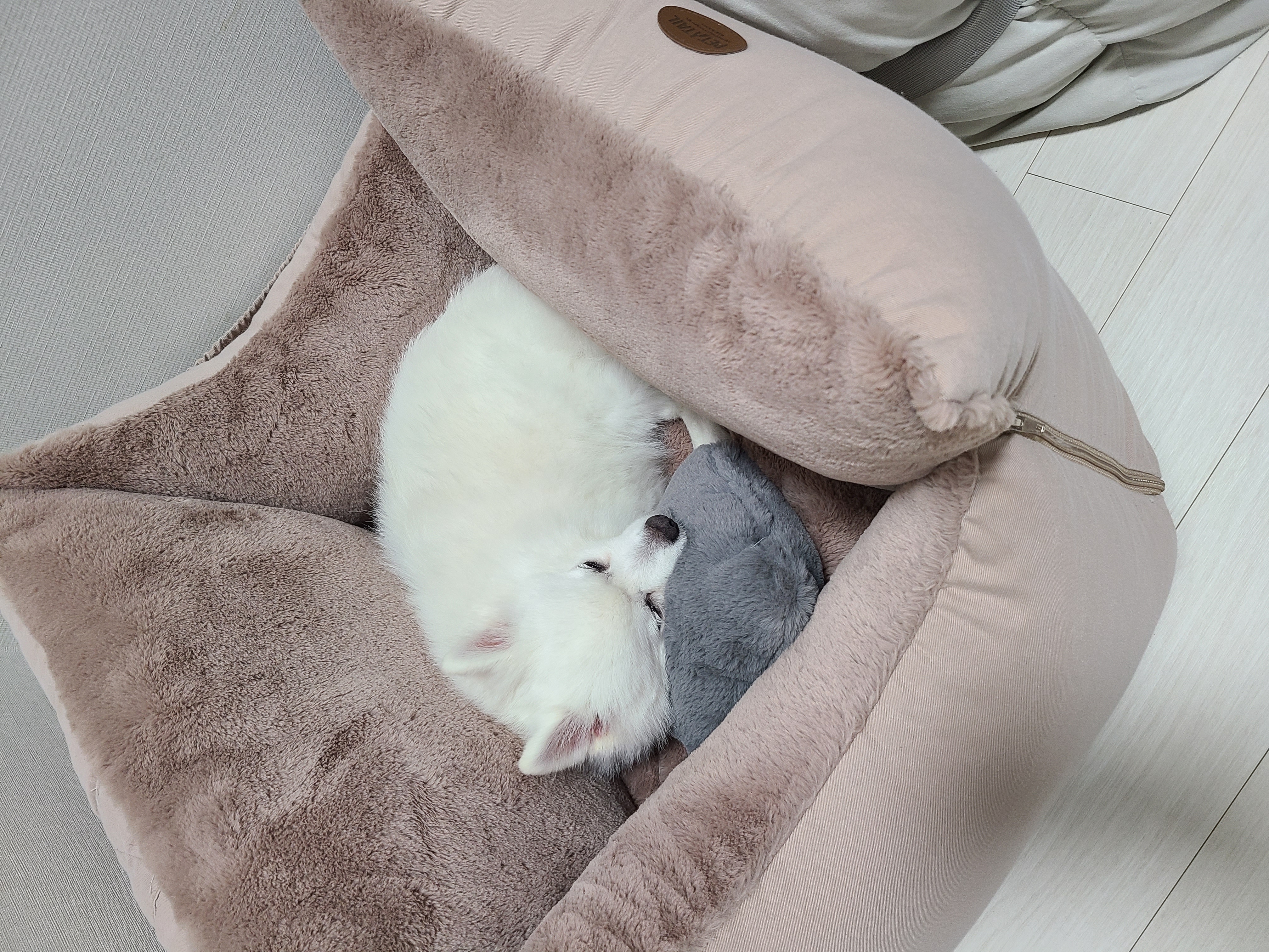 단비 (곤지암 포동이) 벌써 1년이 지났네요~