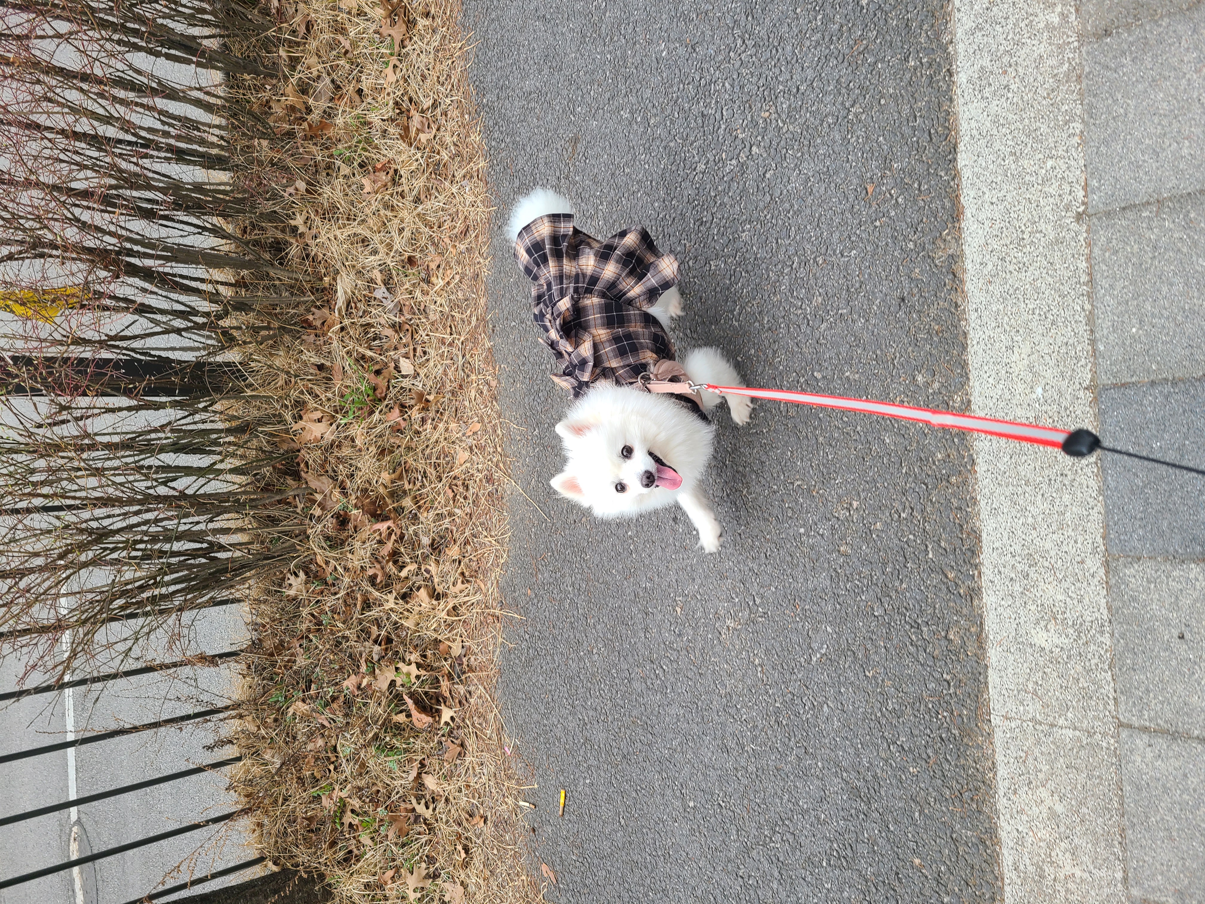 단비 (곤지암 포동이) 벌써 1년이 지났네요~