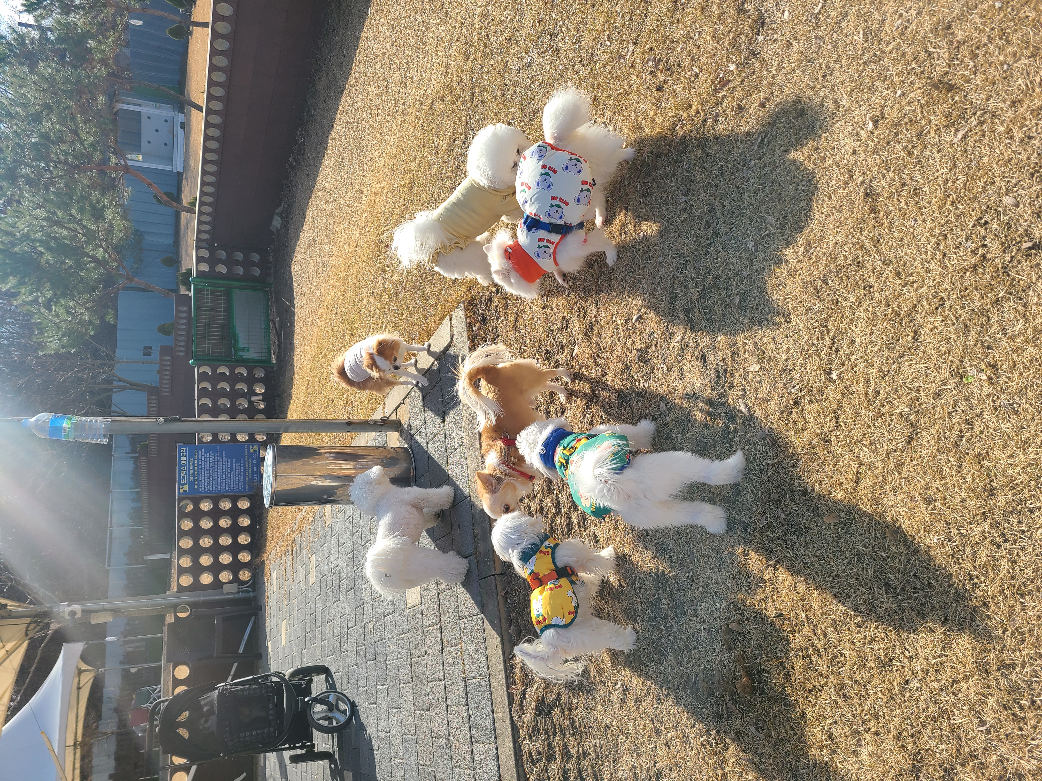 단비 (곤지암 포동이) 벌써 1년이 지났네요~