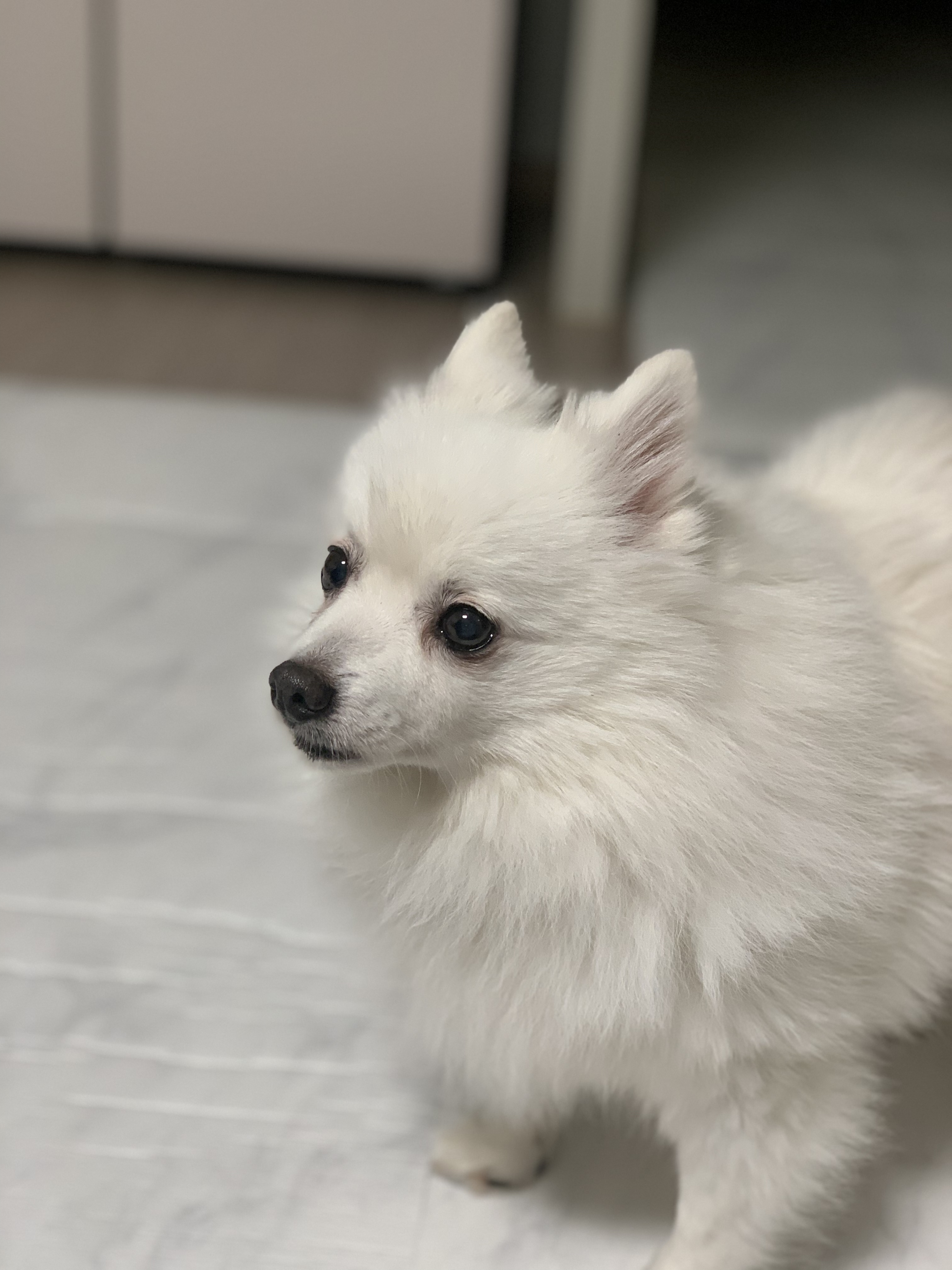 단비 (곤지암 포동이) 벌써 1년이 지났네요~