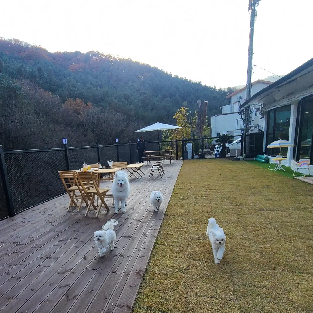 단비 (곤지암 포동이) 벌써 1년이 지났네요~