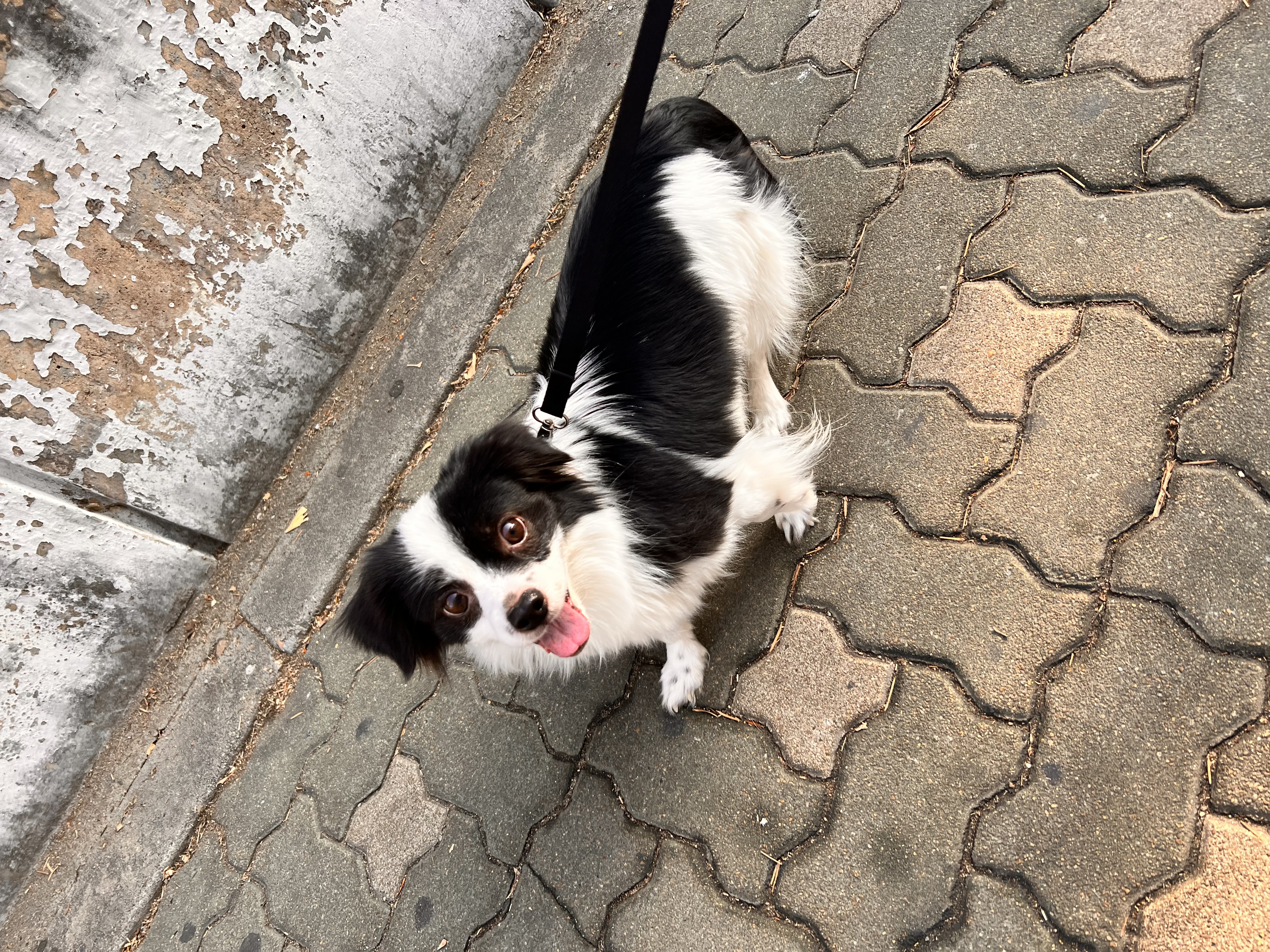 시유(모네)입양 1년차 후기입니다