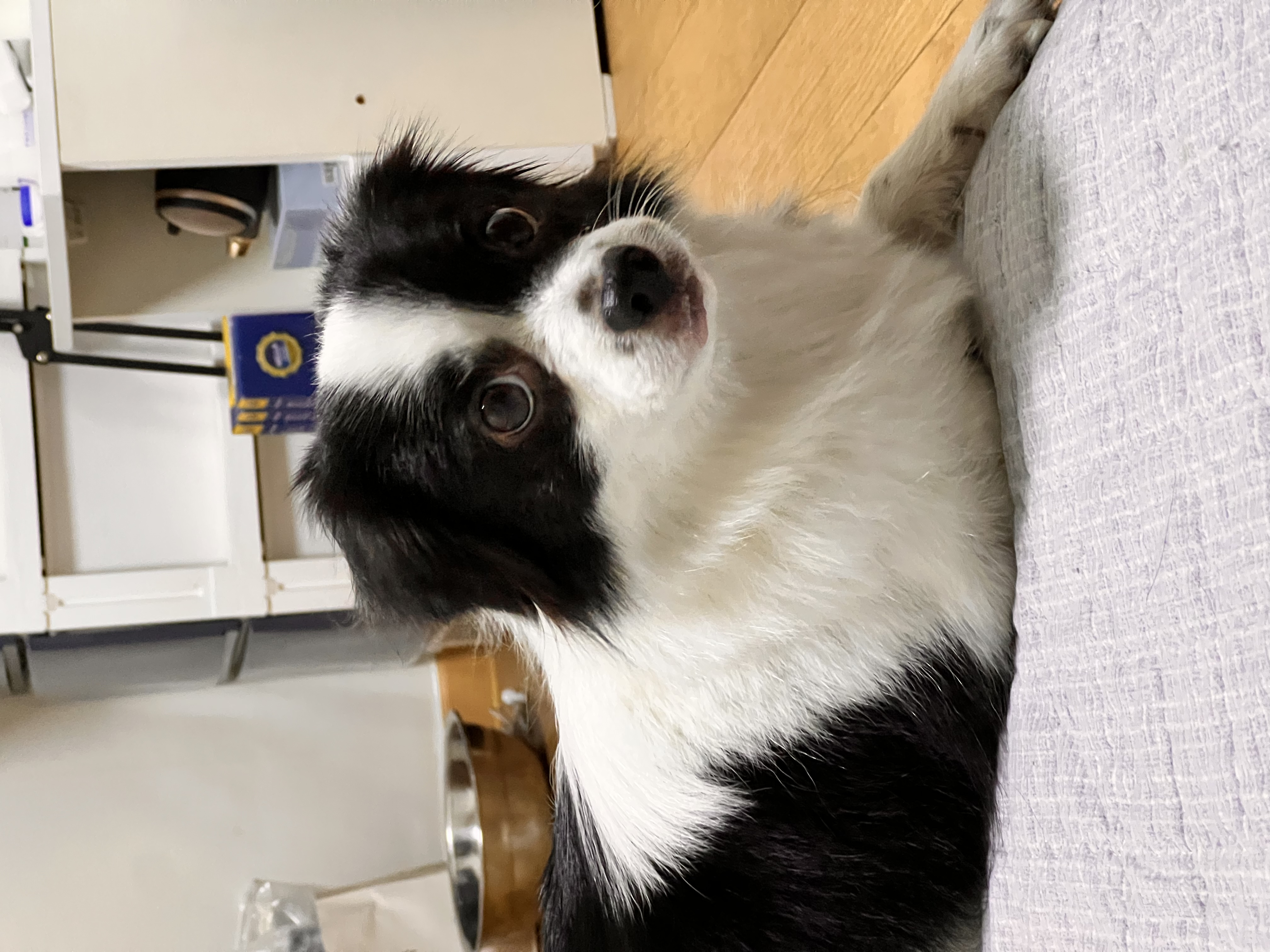 시유(모네)입양 1년차 후기입니다