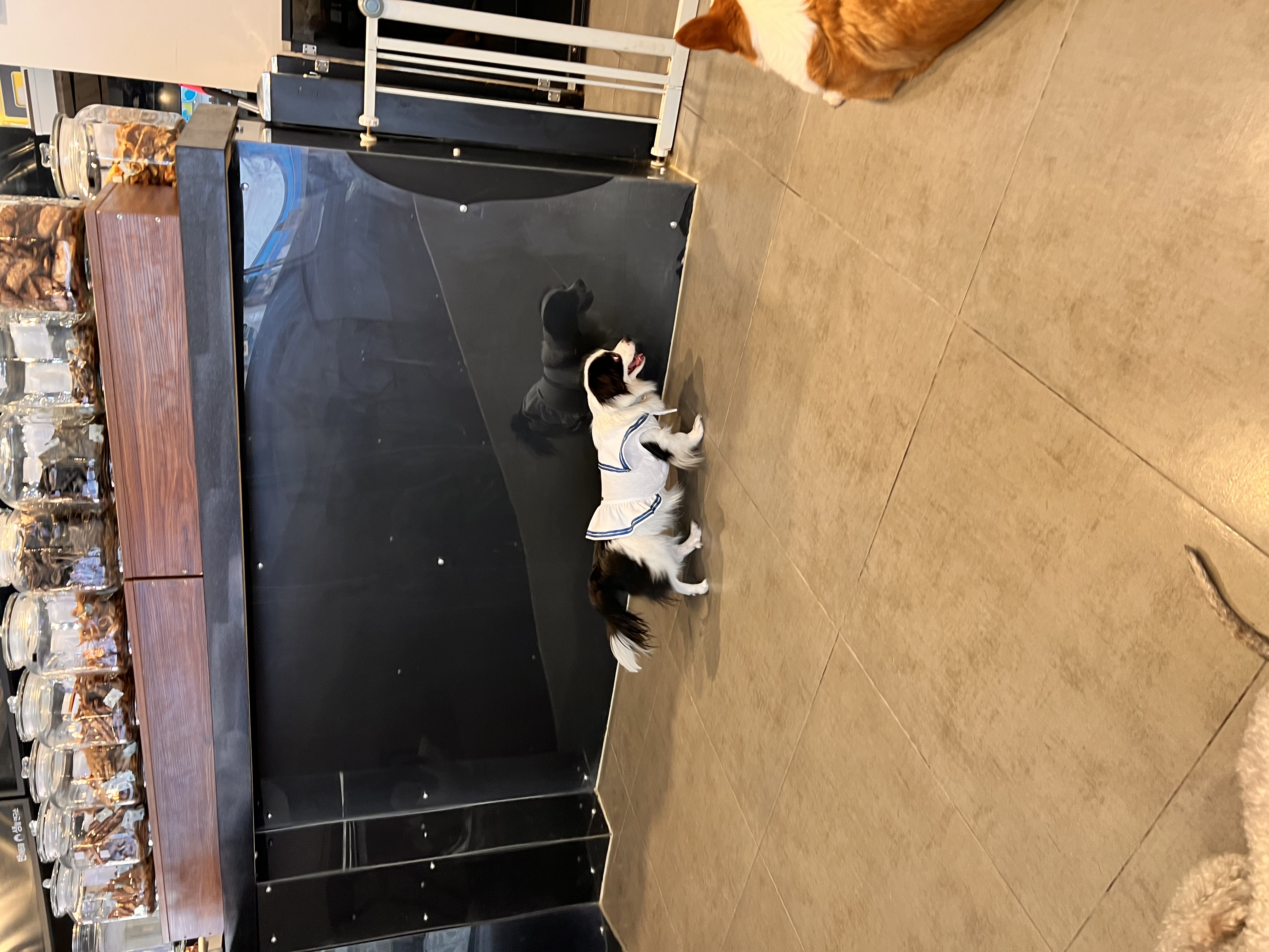 시유(모네)입양 1년차 후기입니다