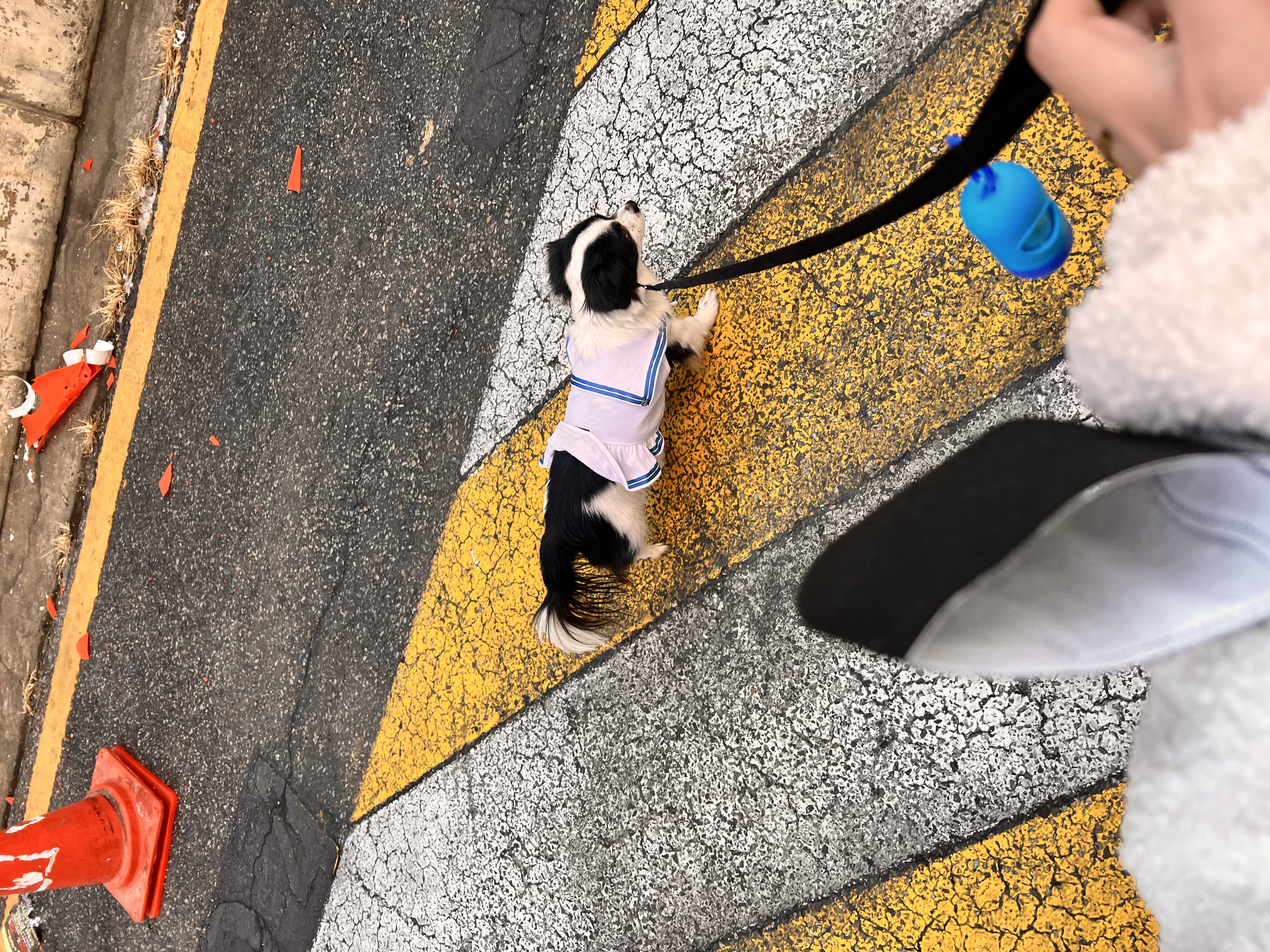 시유(모네)입양 1년차 후기입니다