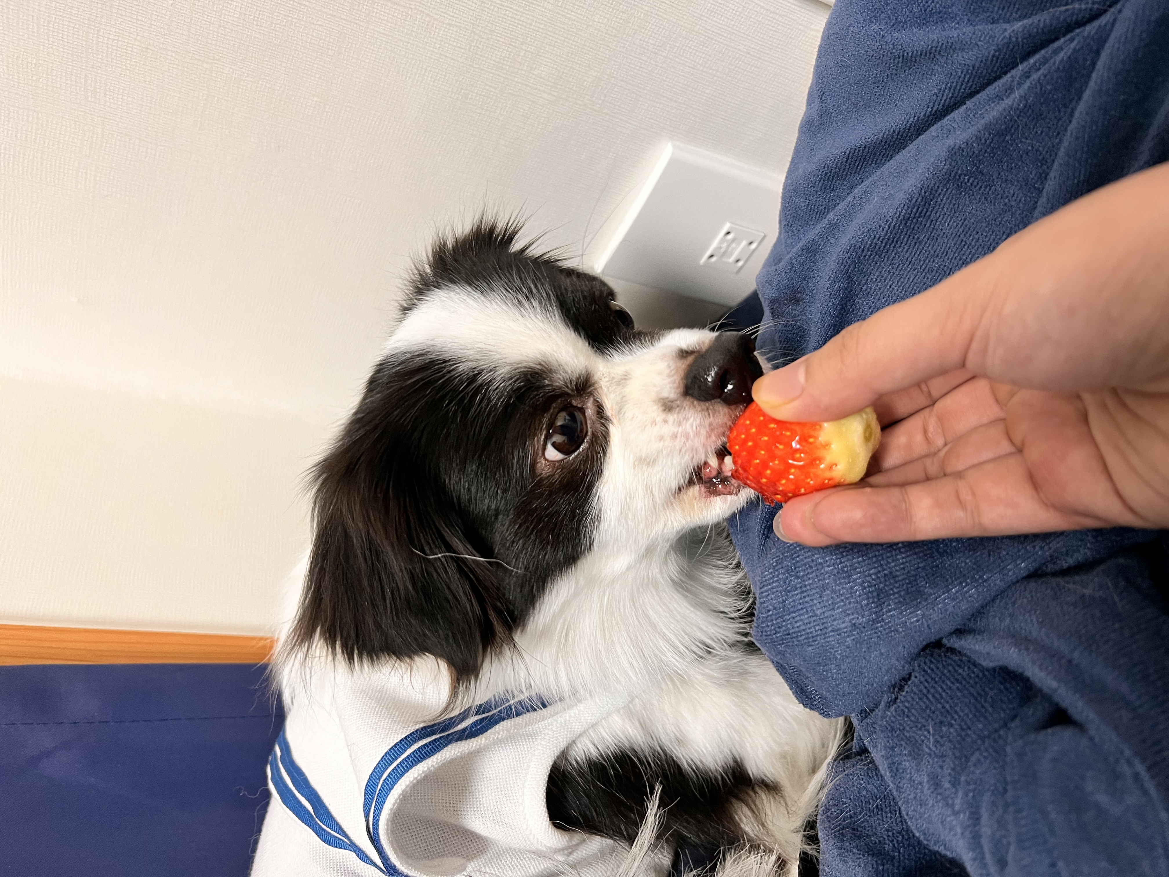 시유(모네)입양 1년차 후기입니다